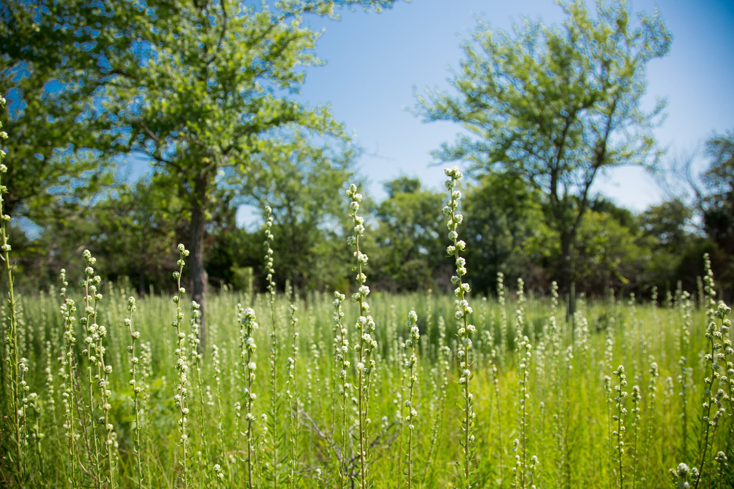 Deep Fork Ranch Tract 15 photo 11