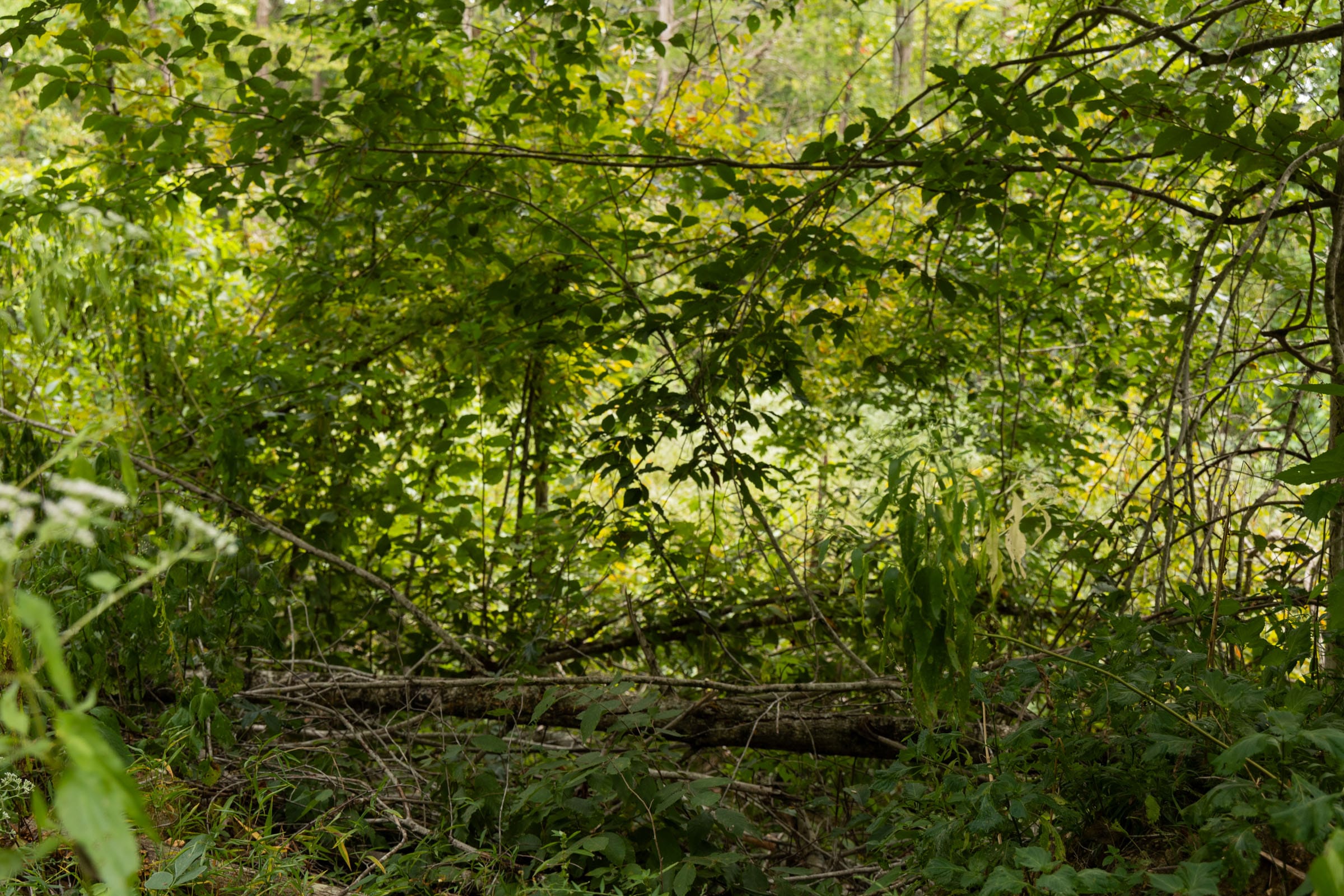 Big White Oak Tract 92 photo 8