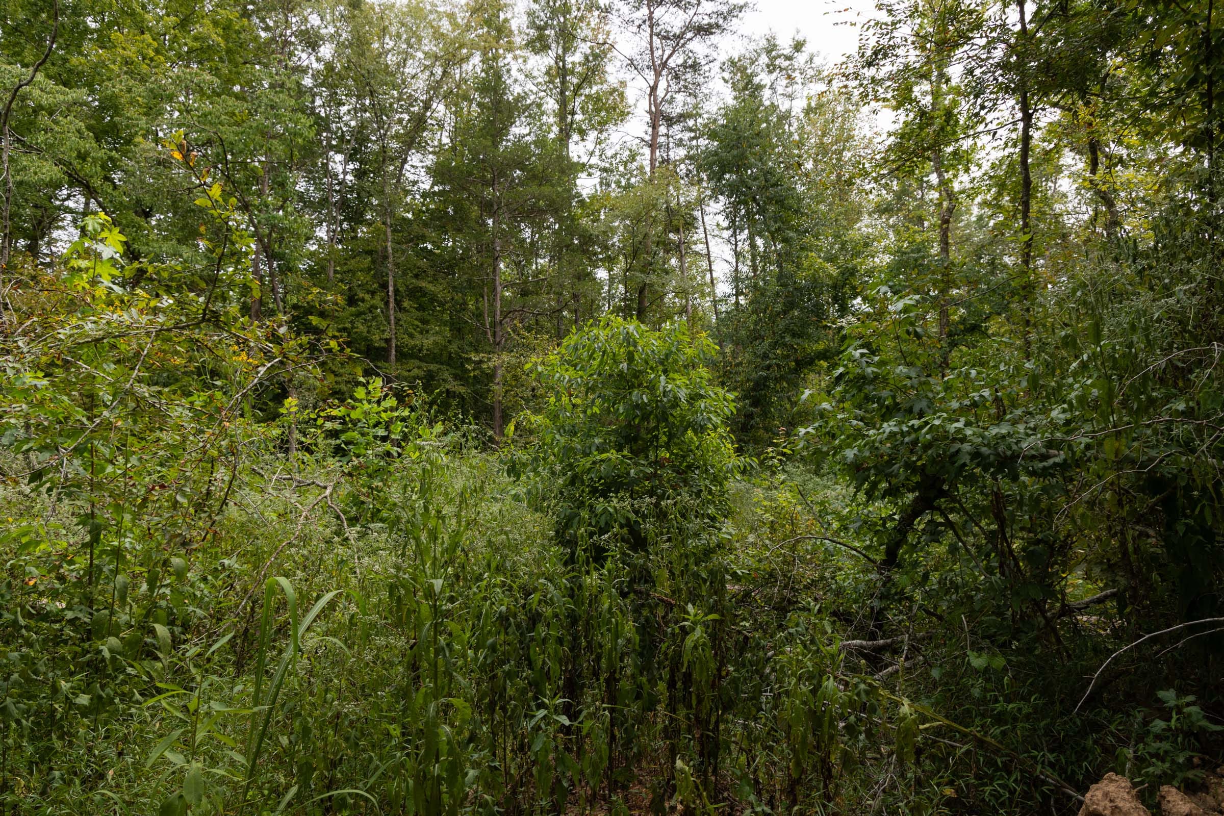 Big White Oak Tract 92 photo 16