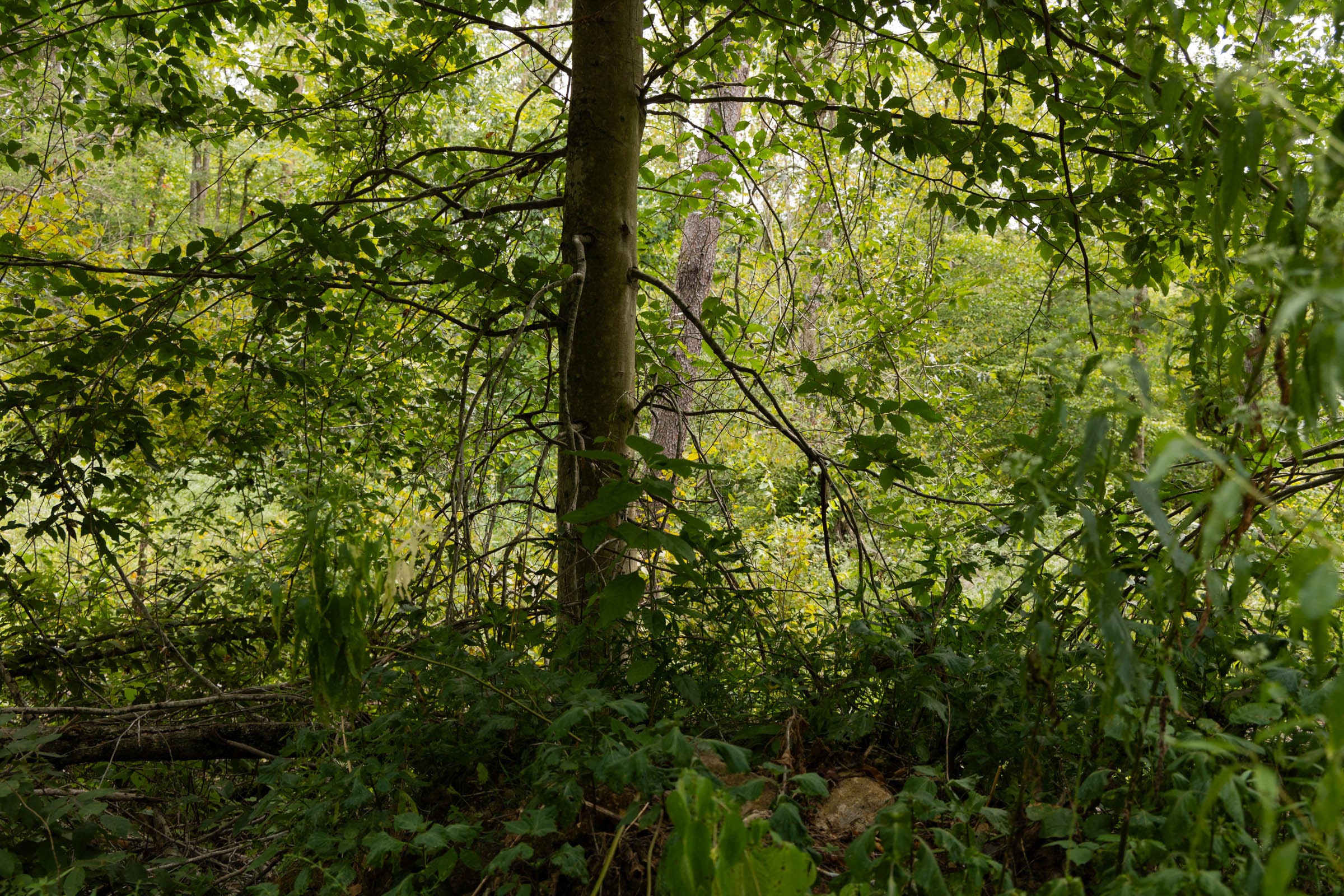 Big White Oak Tract 92 photo 10