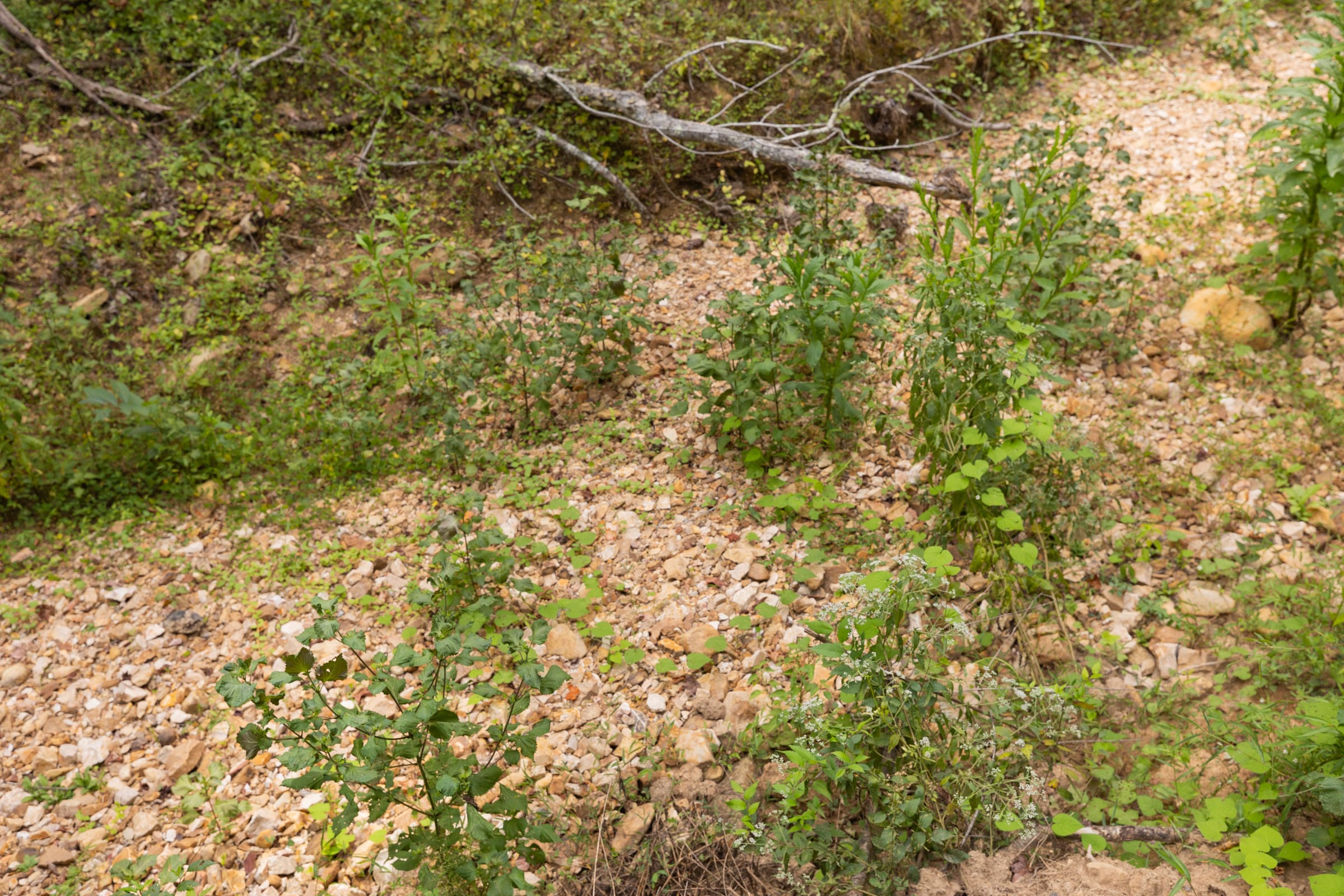 Big White Oak Tract 92 photo 18