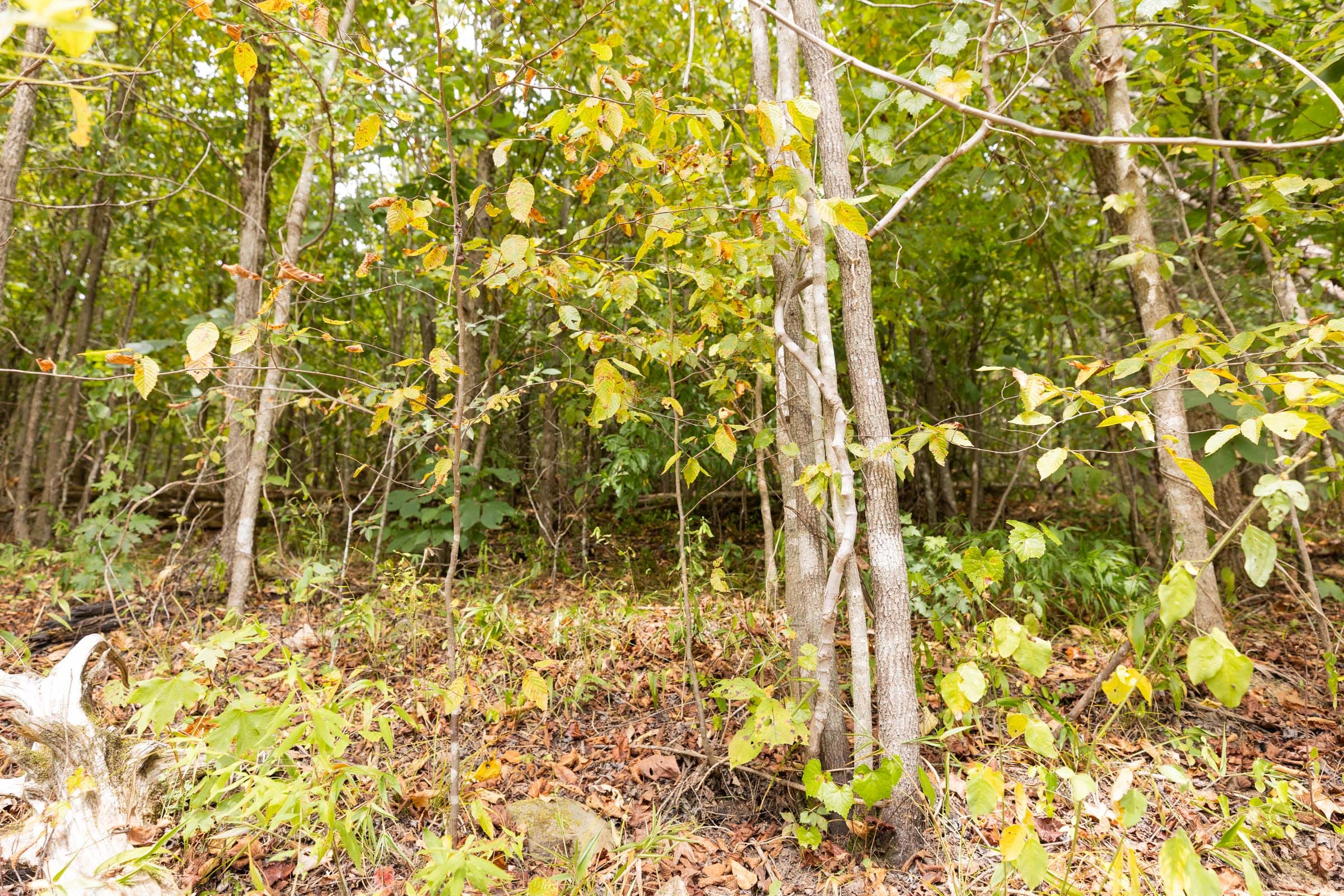 Big White Oak Tract 92 photo 6