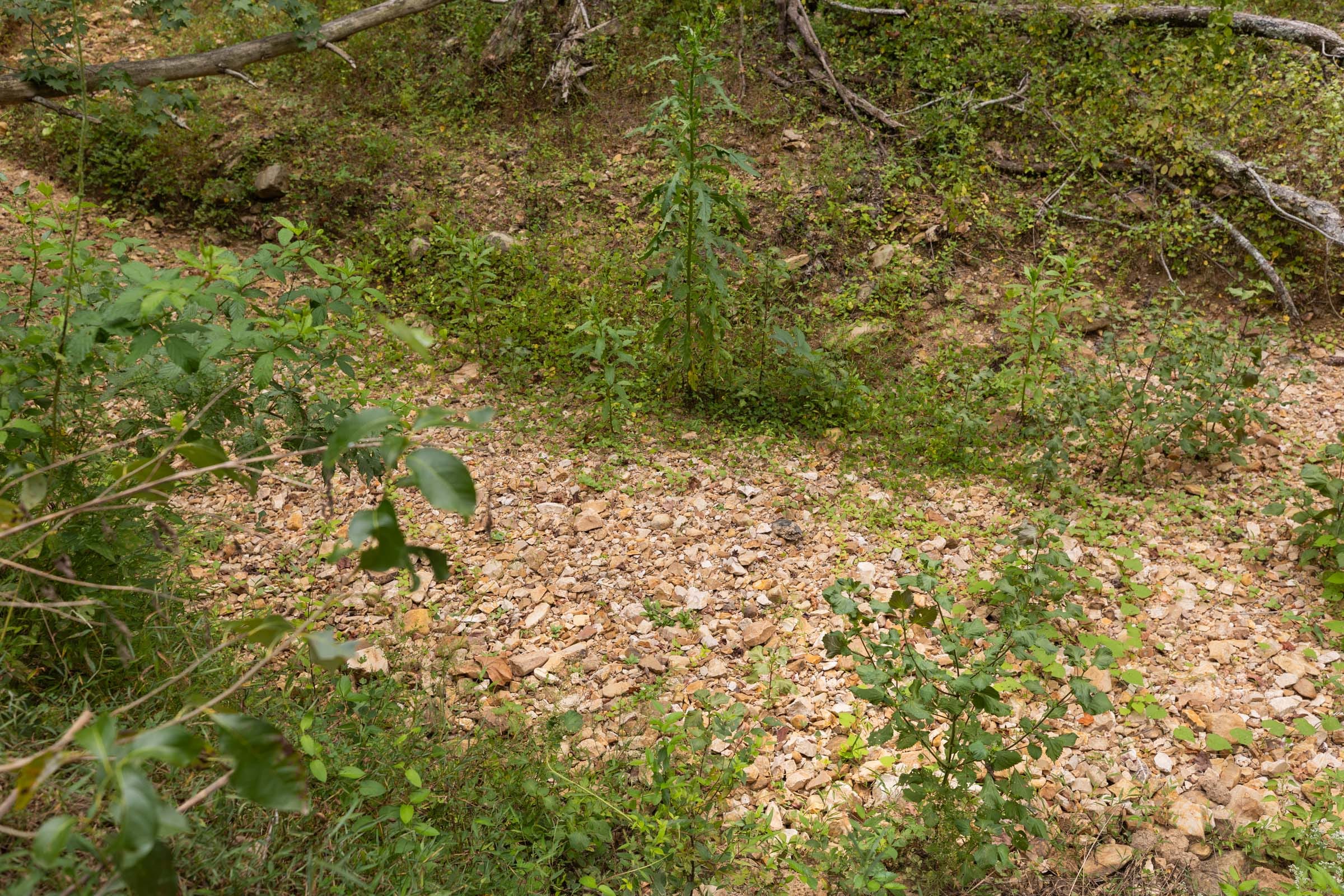Big White Oak Tract 92 photo 15