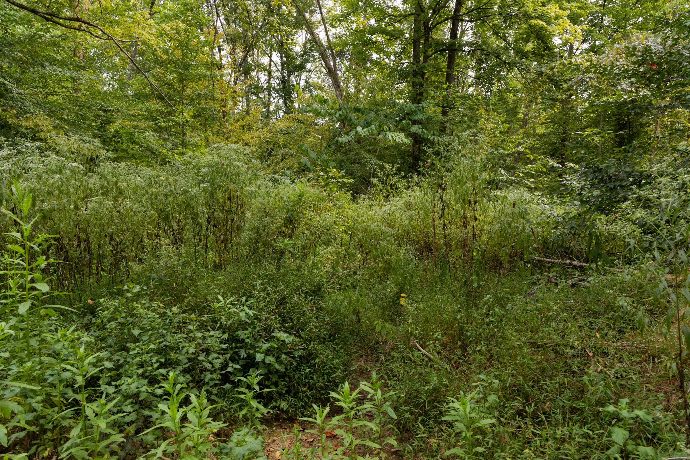 Big White Oak Tract 92 photo 3