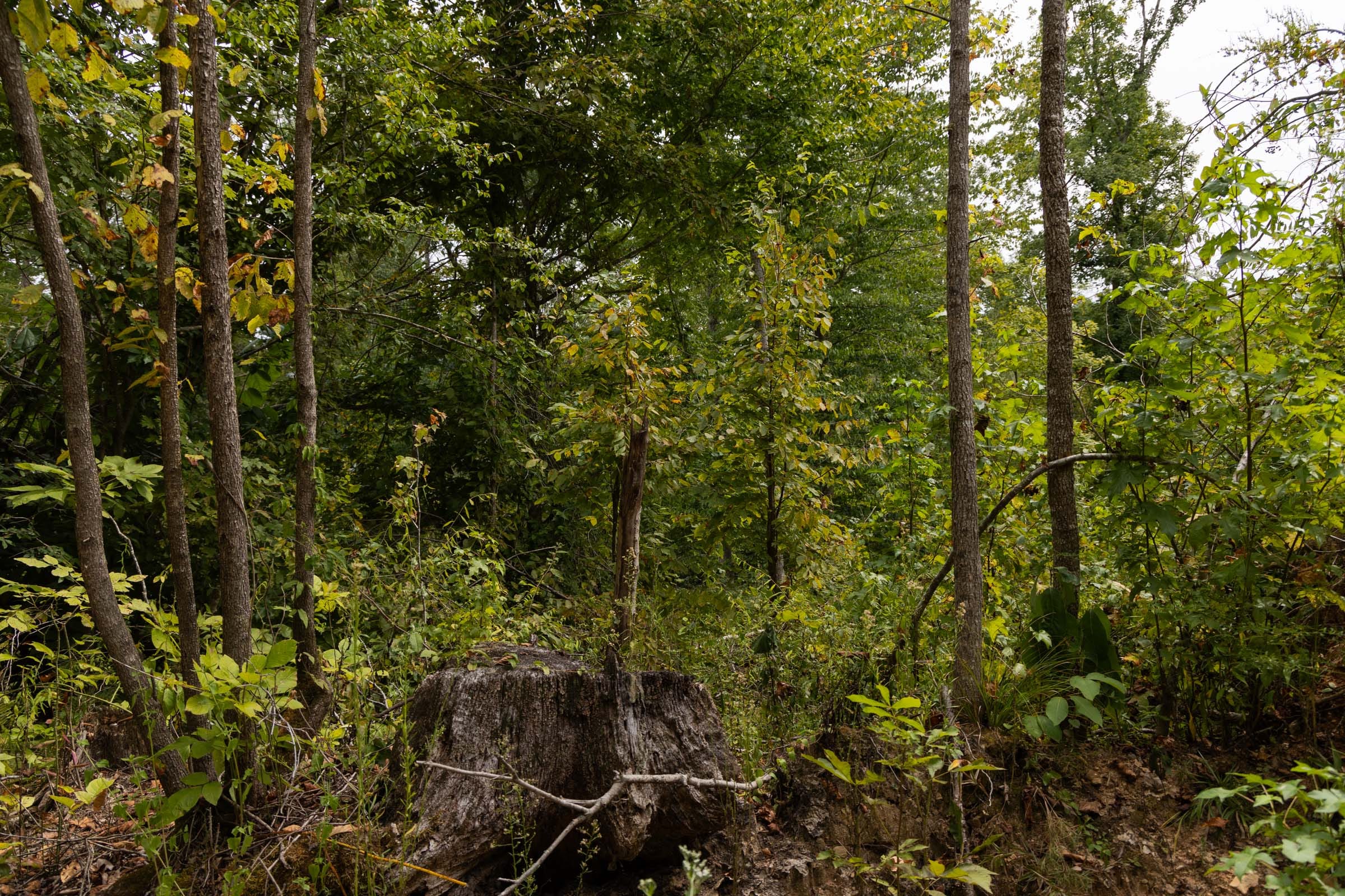 Big White Oak Tract 92 photo 14