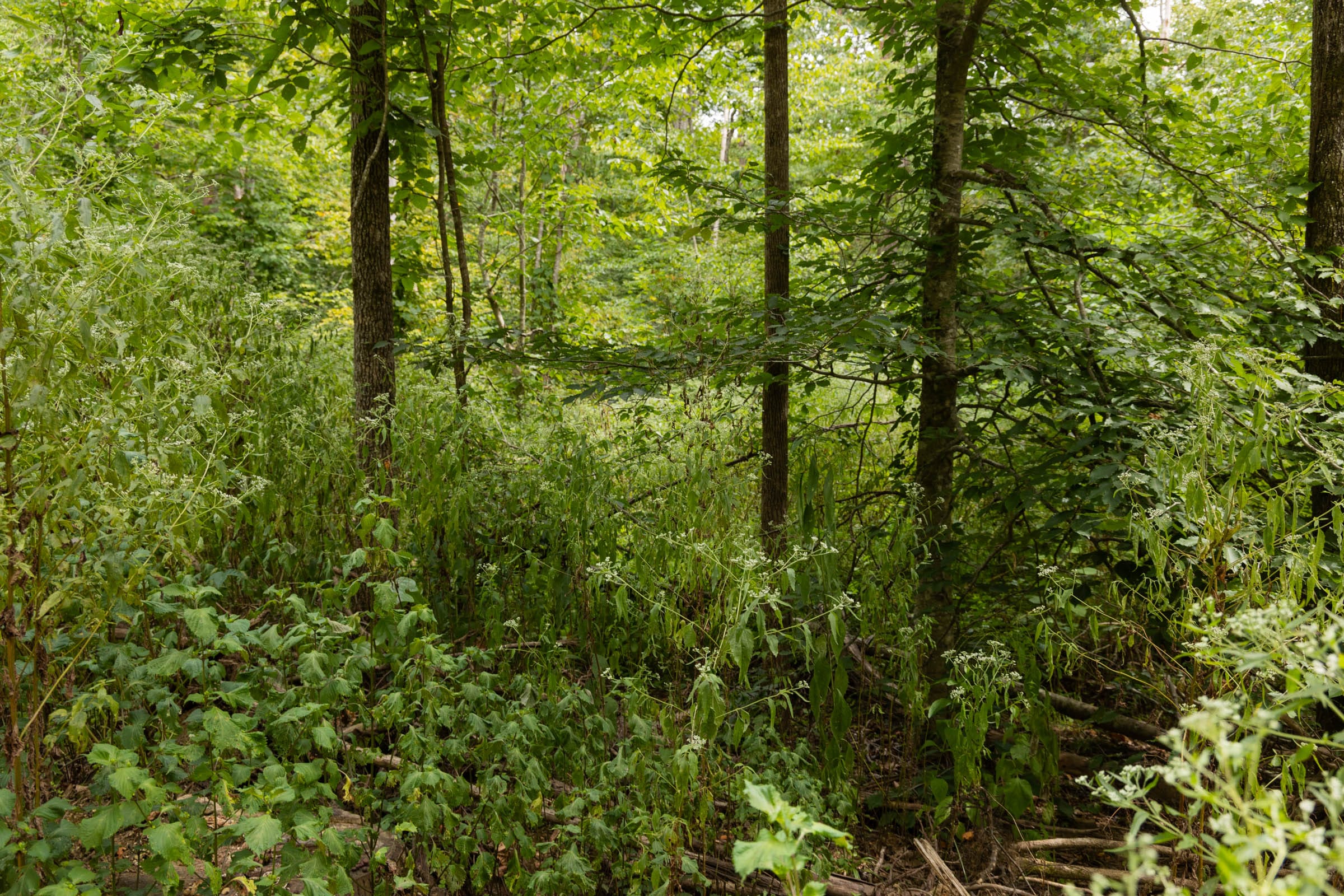 Big White Oak Tract 92 photo 12