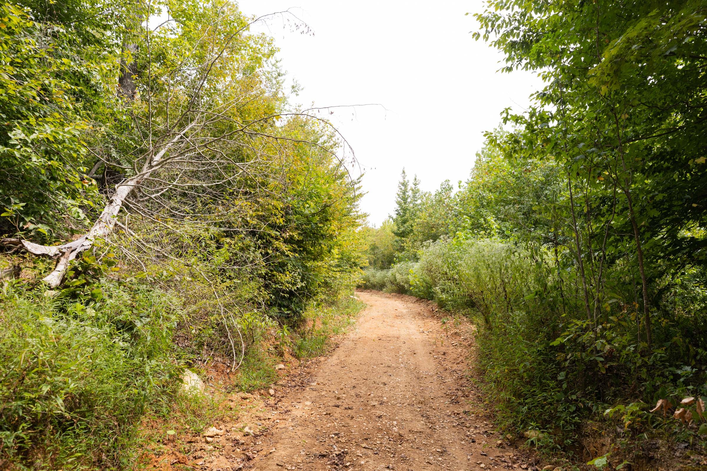 Big White Oak Tract 92 photo 1