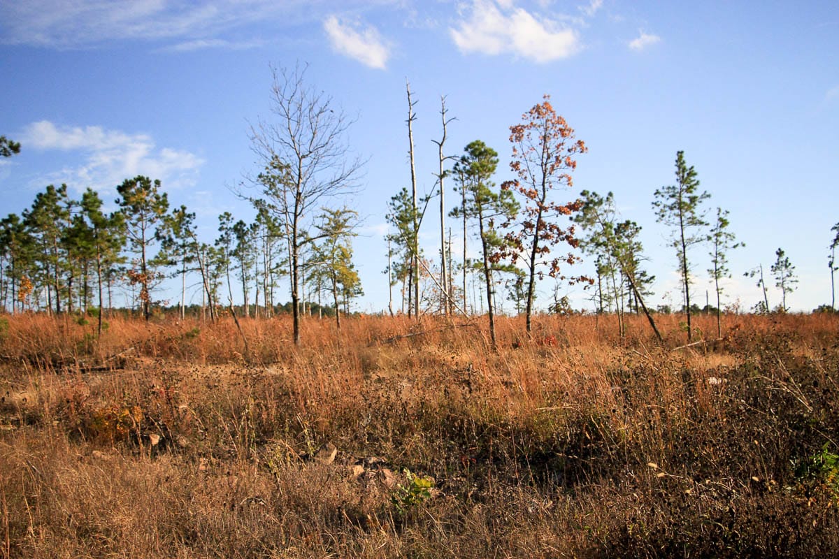 Stone Creek Phase III Tract 39 photo 4