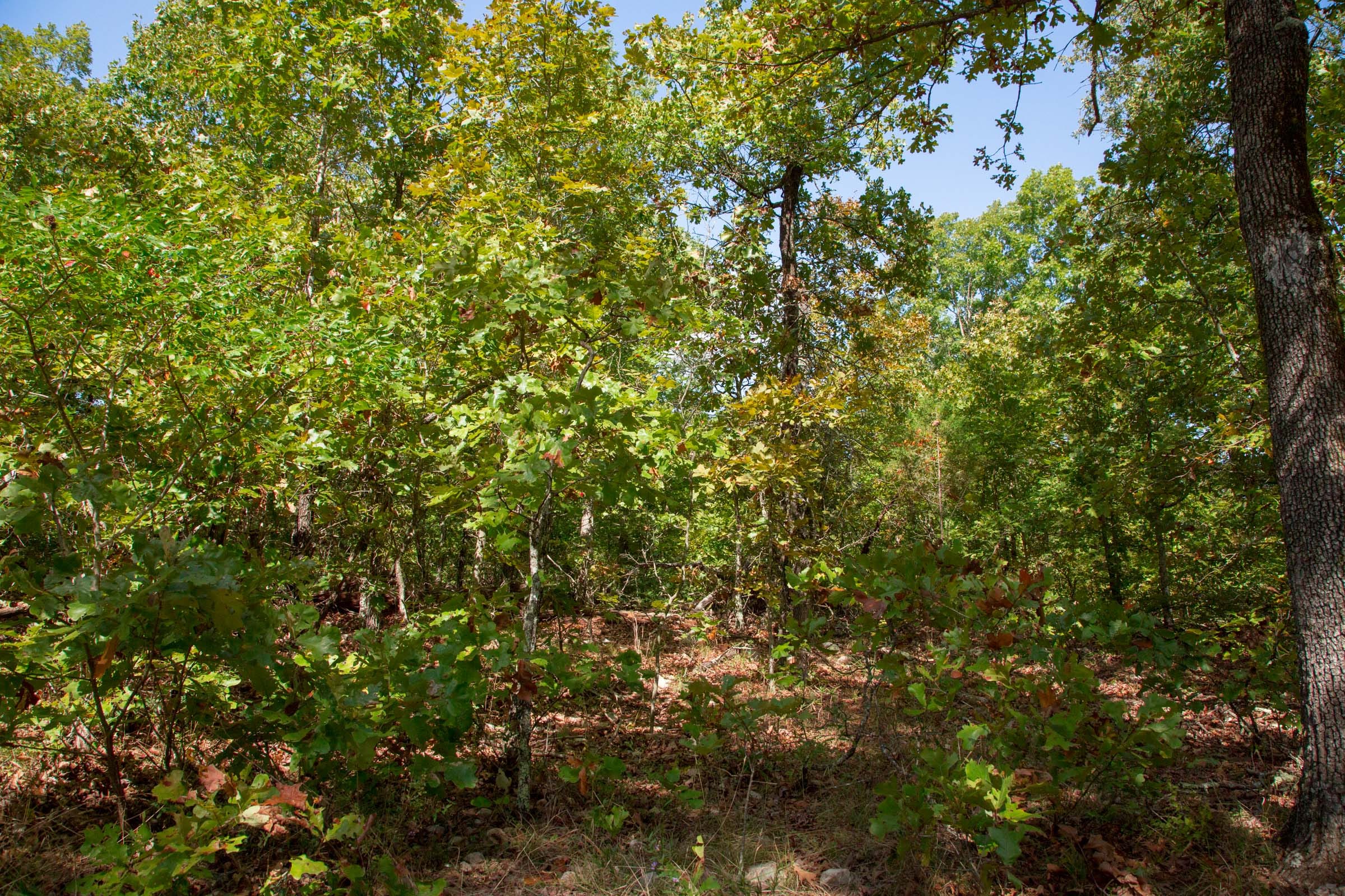 Wagon Wheel Ranch Tract 33 photo 3
