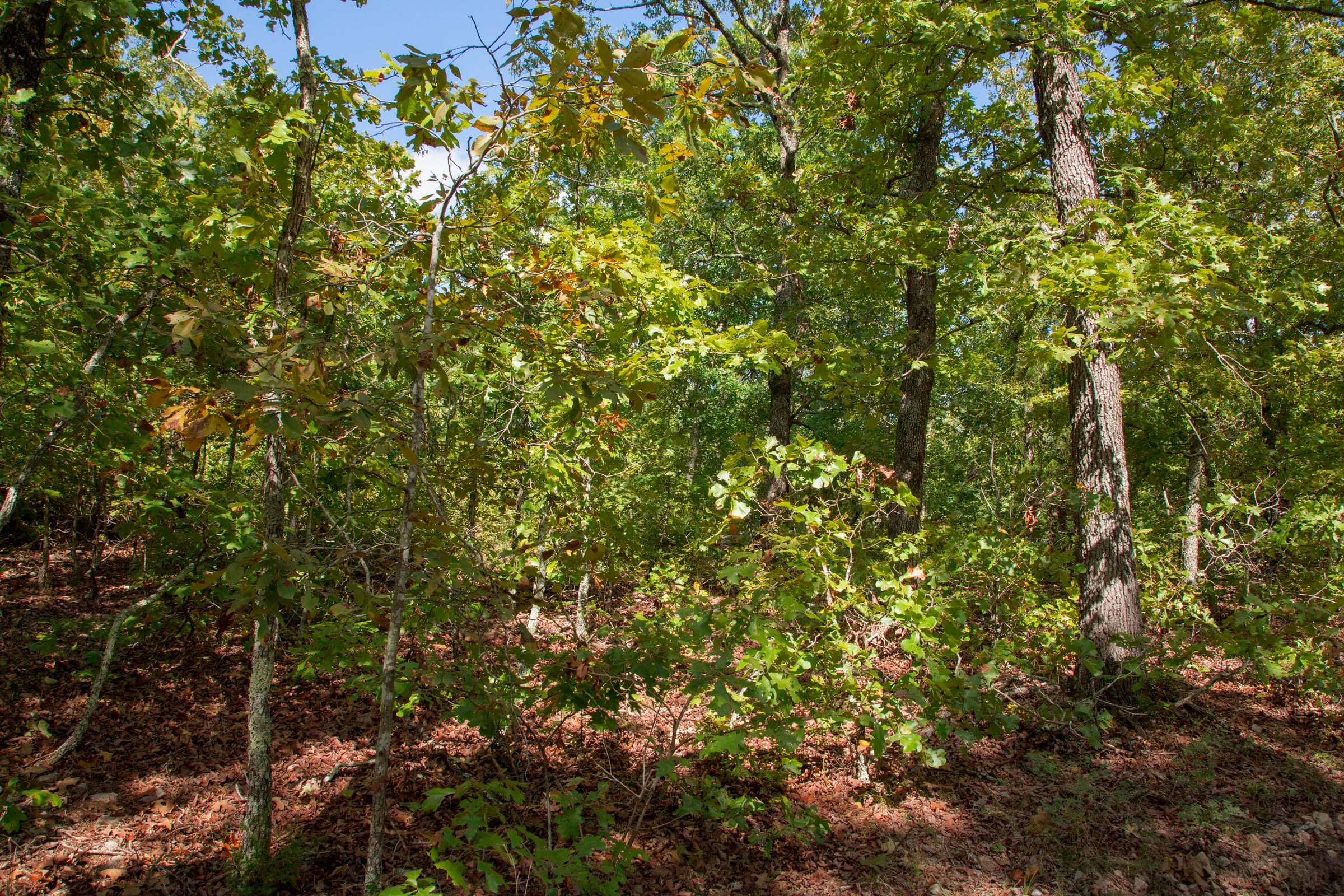 Wagon Wheel Ranch Tract 33 photo 4