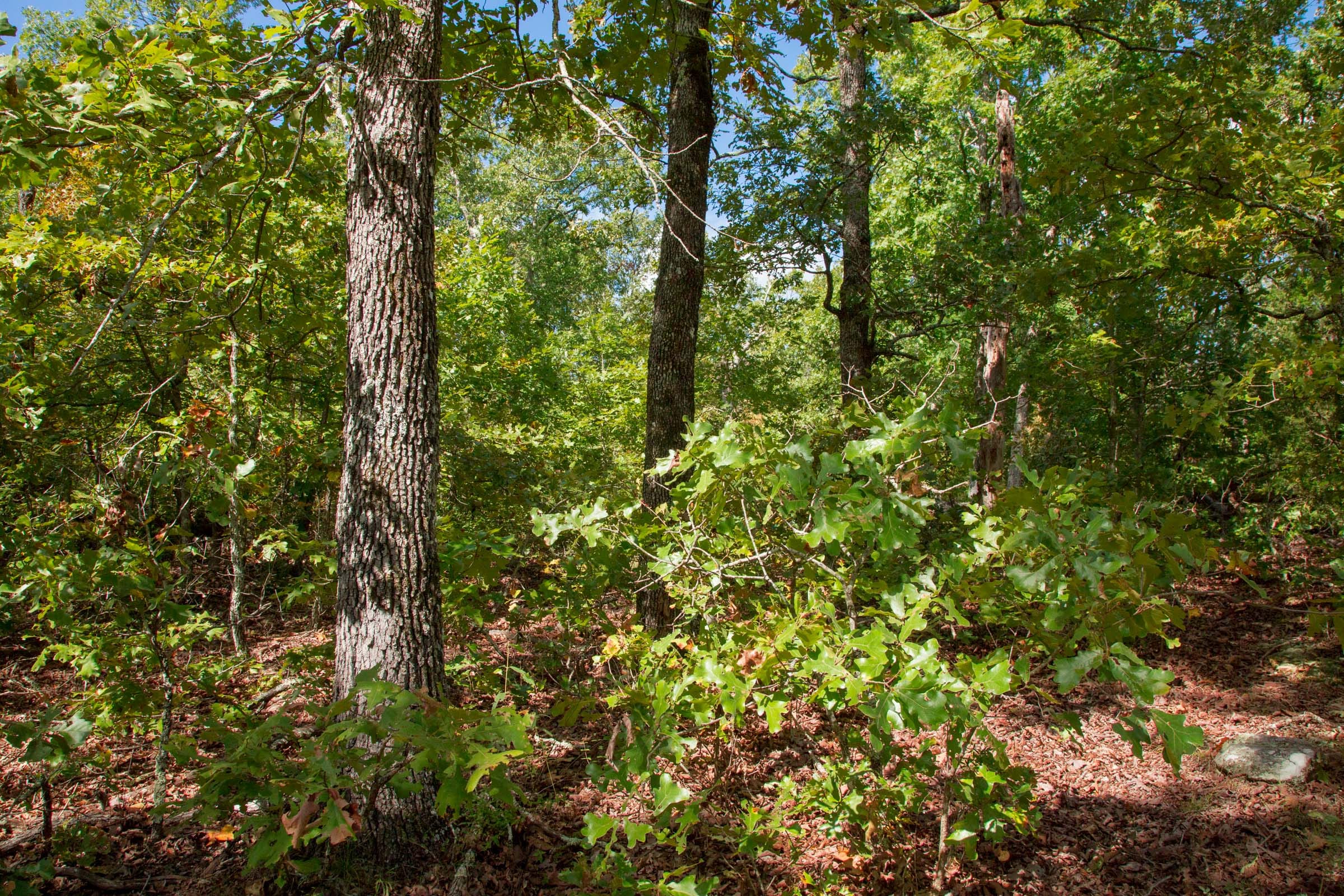 Wagon Wheel Ranch Tract 33 photo 5