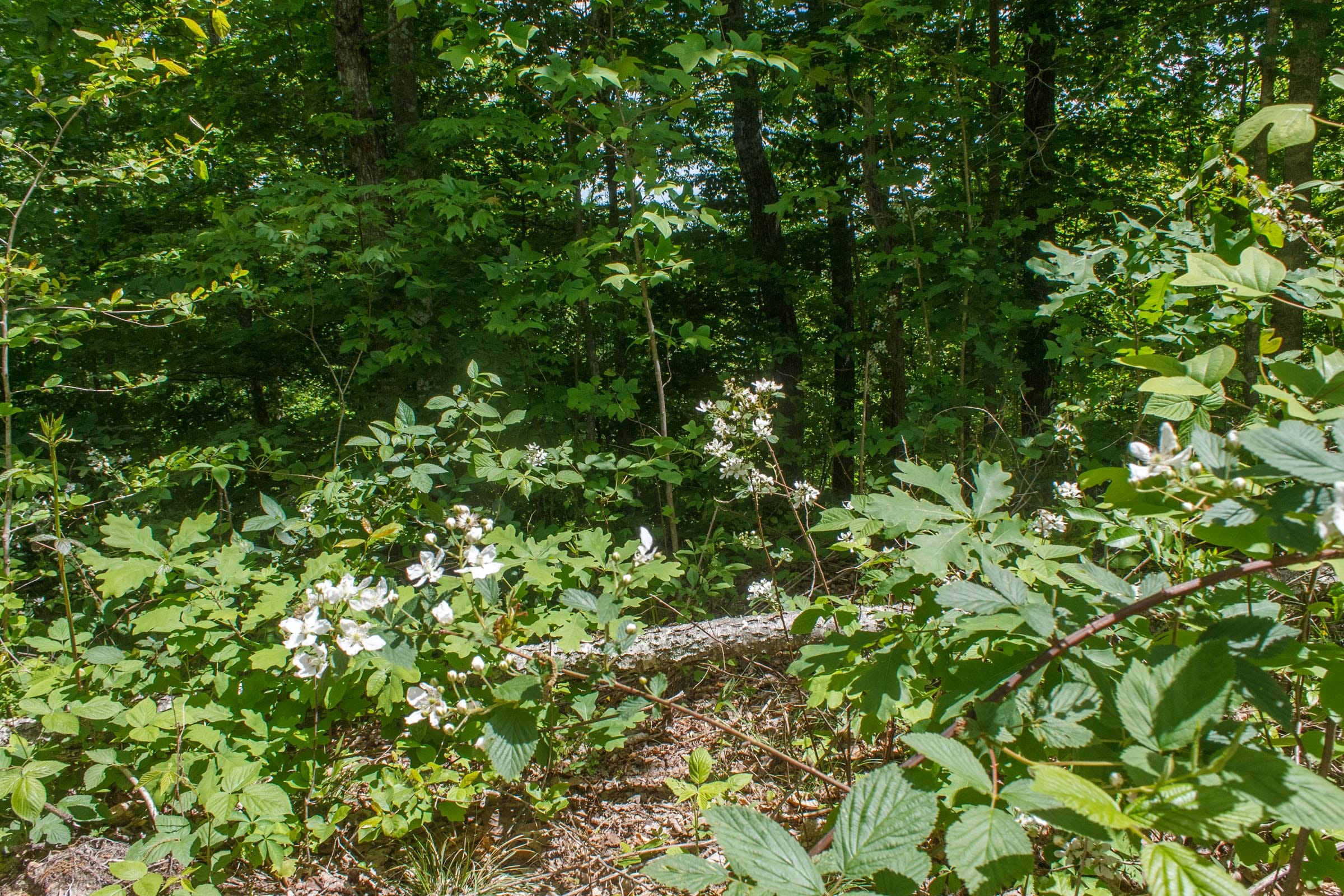 Riverbend Tract 13 photo 3