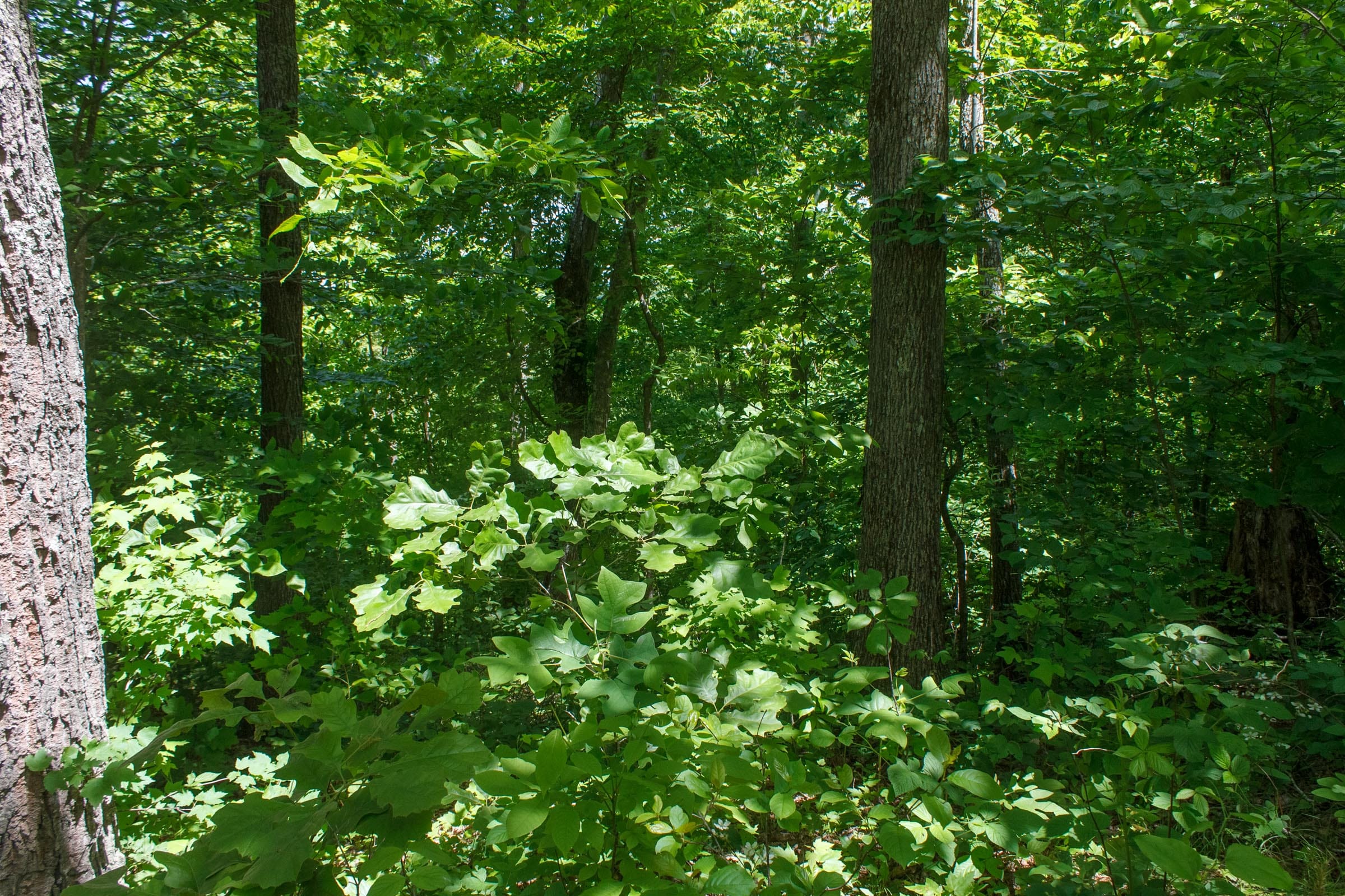 Riverbend Tract 13 photo 4