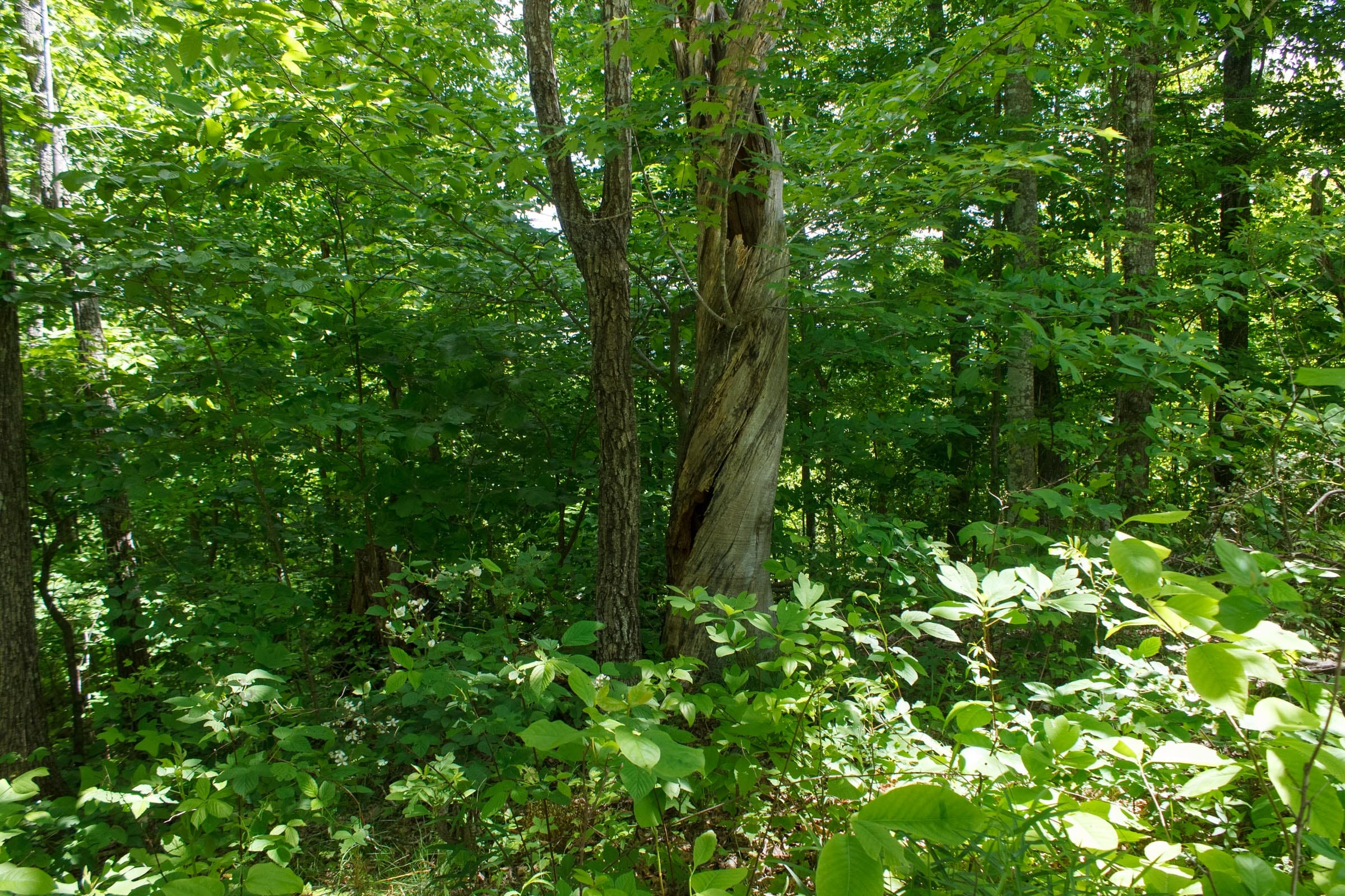 Riverbend Tract 13 photo 5