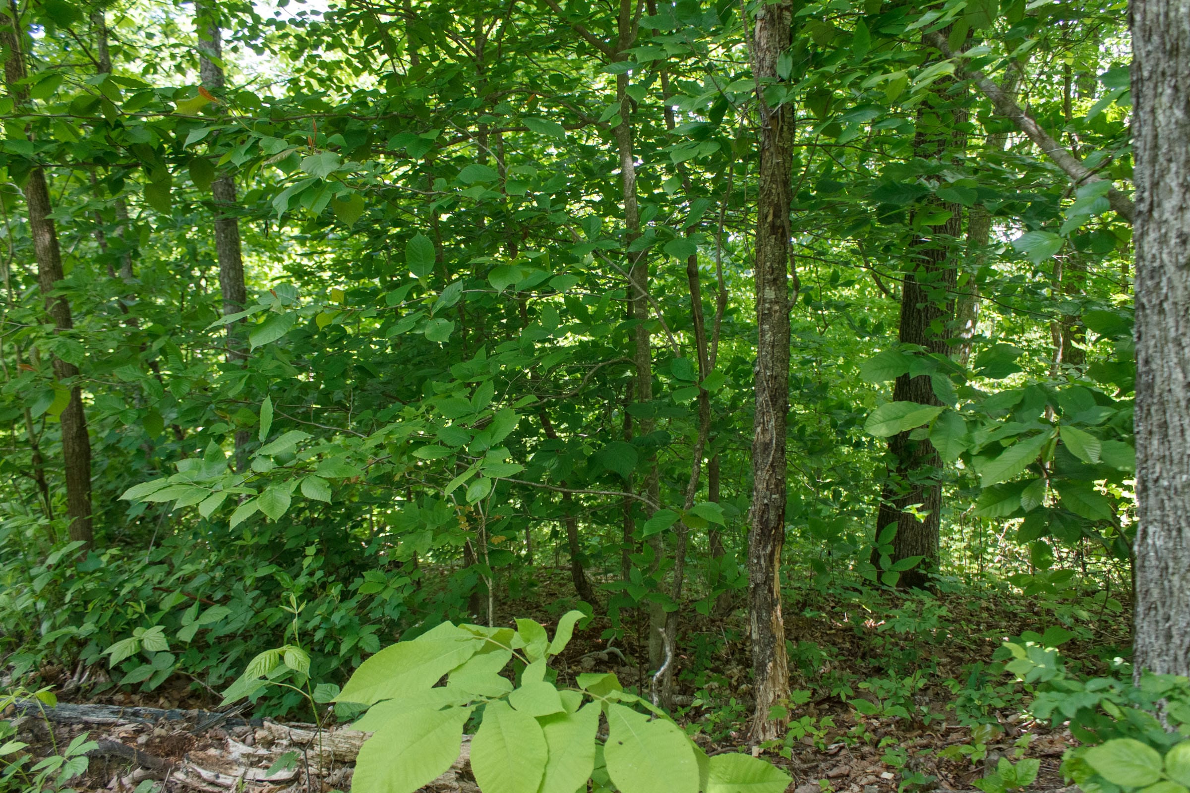 Riverbend Tract 13 photo 6