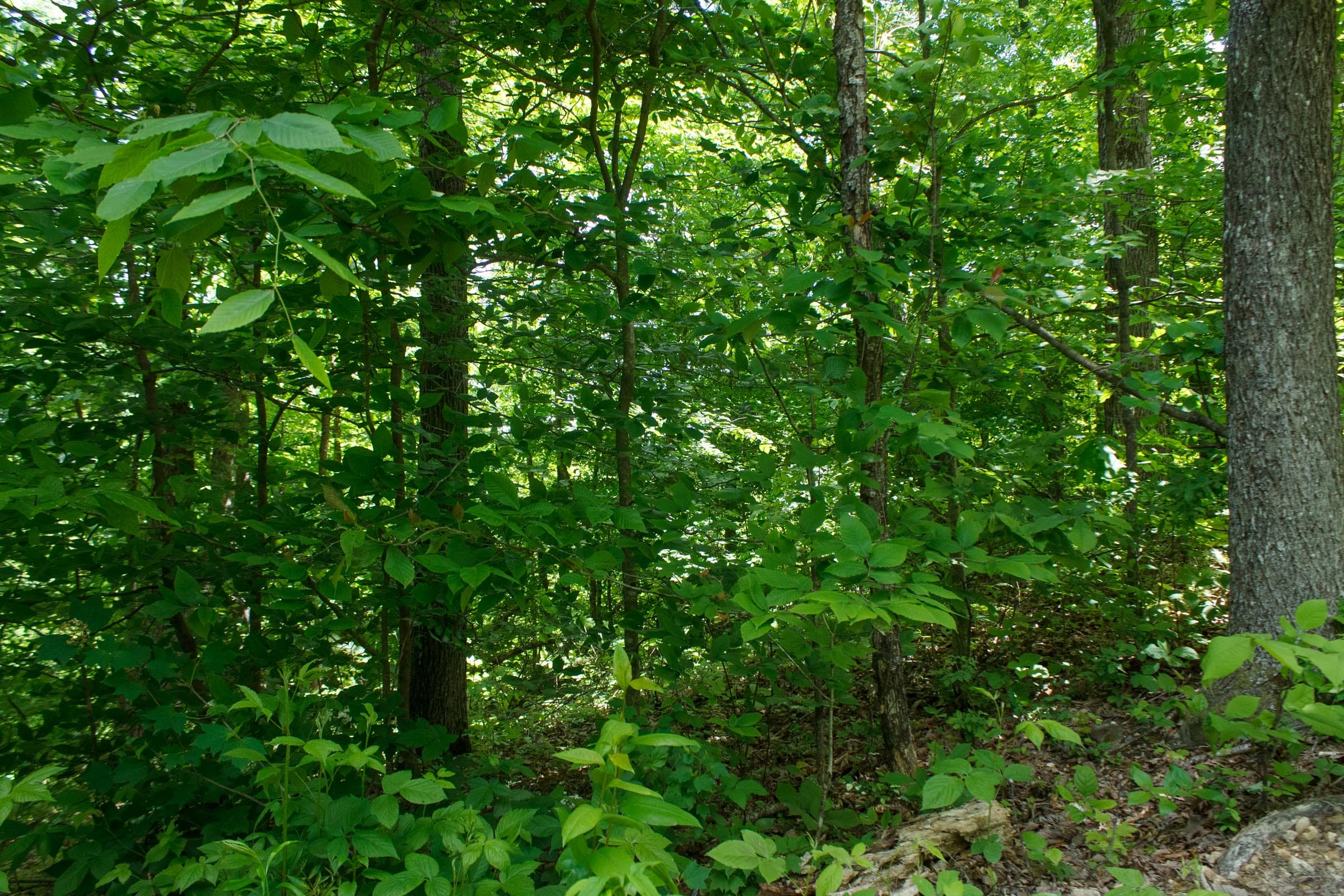 Riverbend Tract 13 photo 7