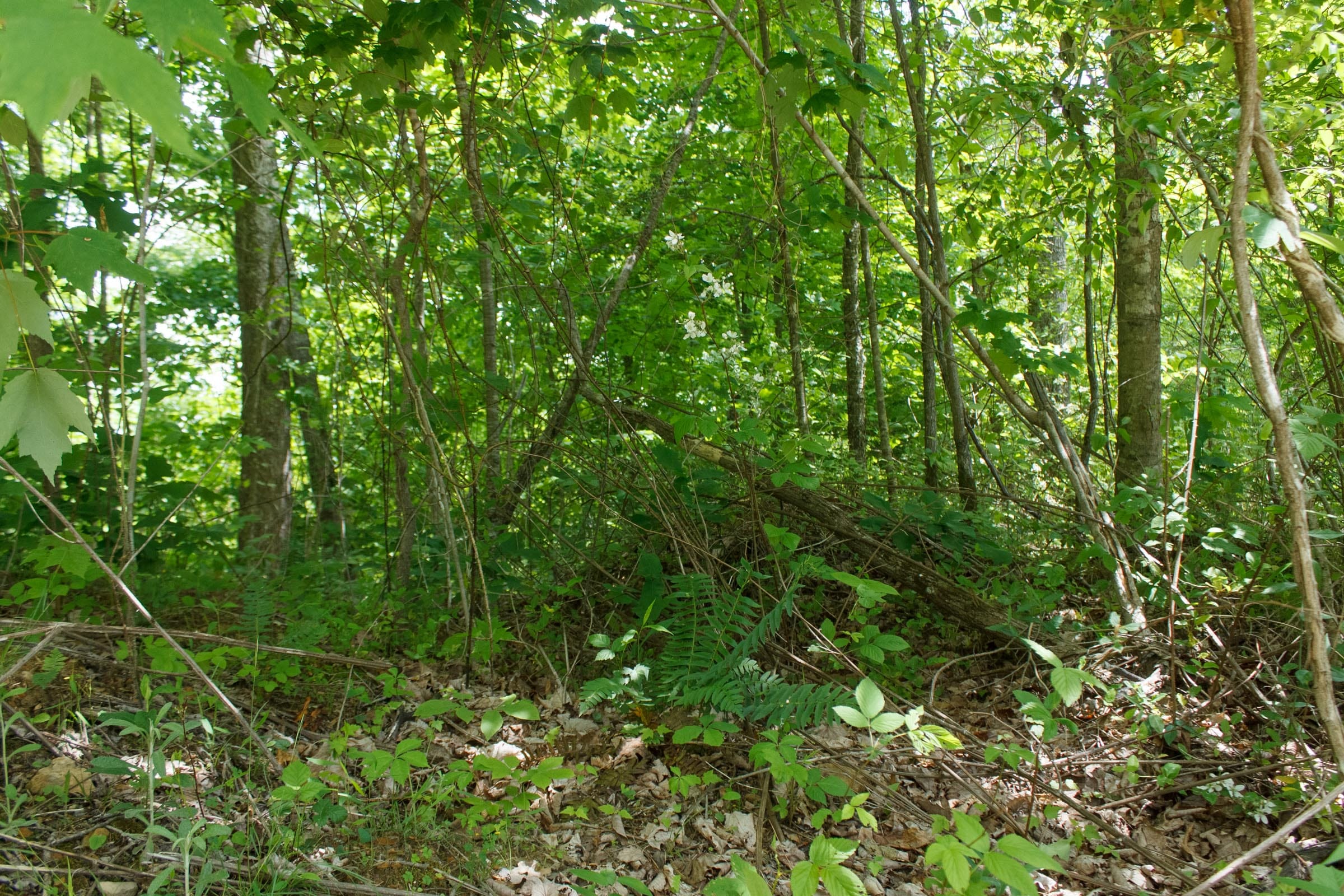 Riverbend Tract 13 photo 8