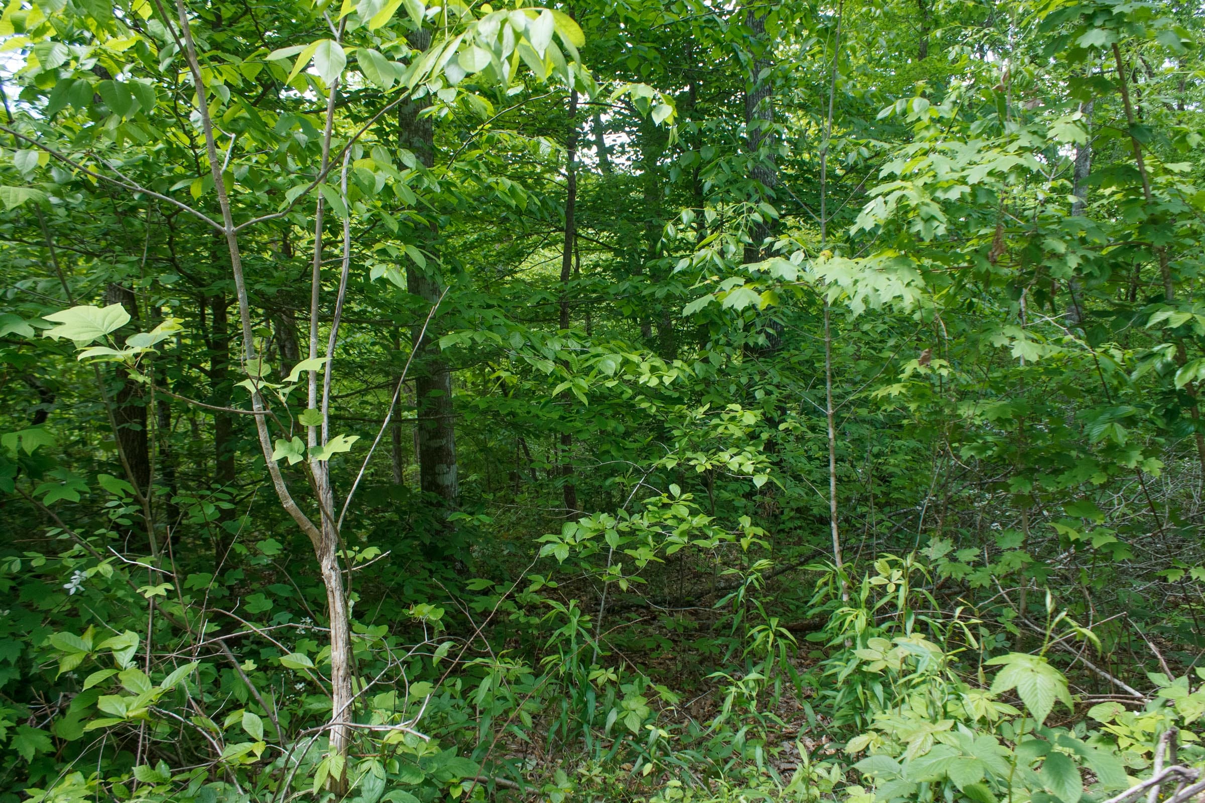 Riverbend Tract 13 photo 9