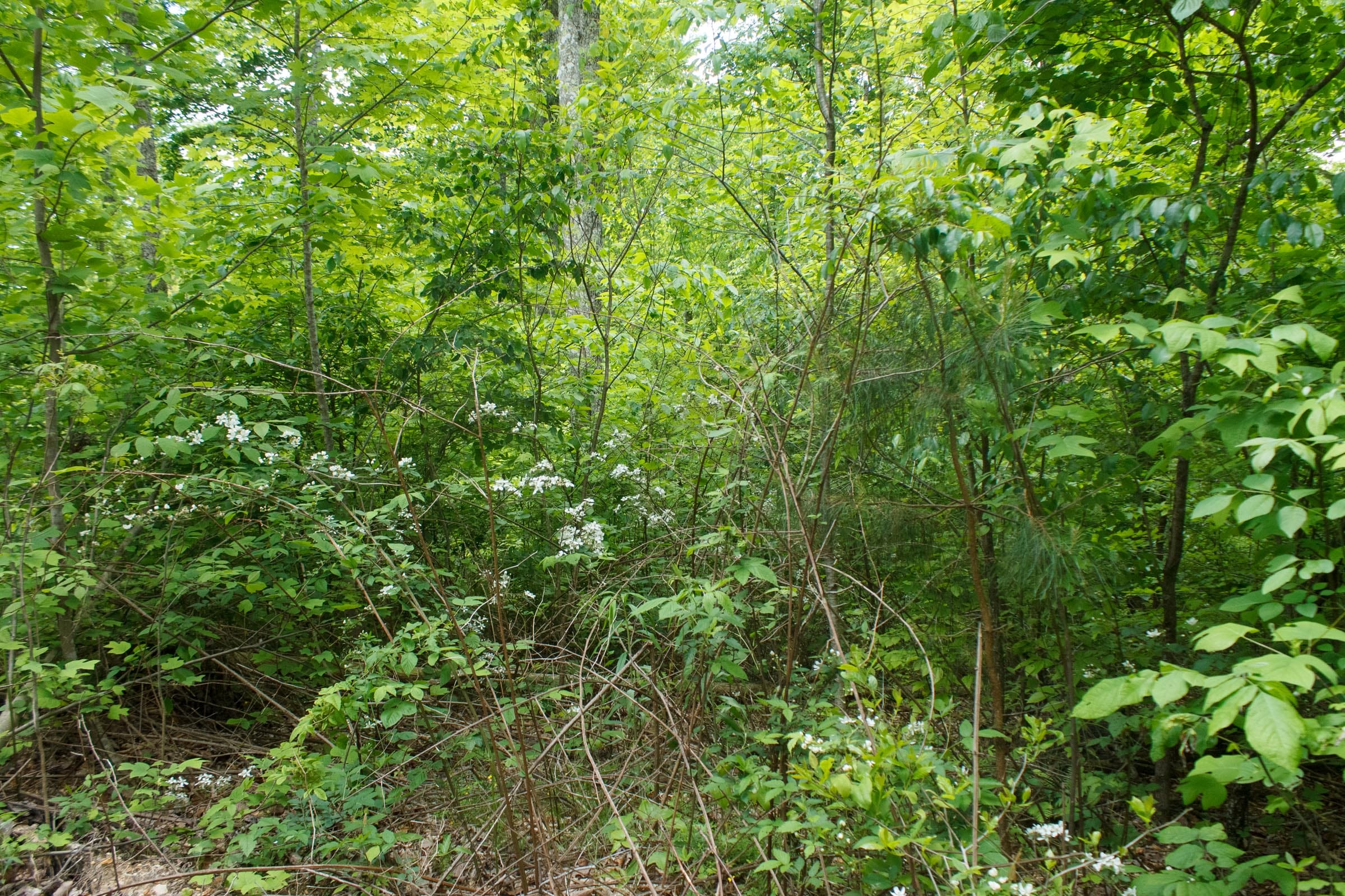 Riverbend Tract 13 photo 10