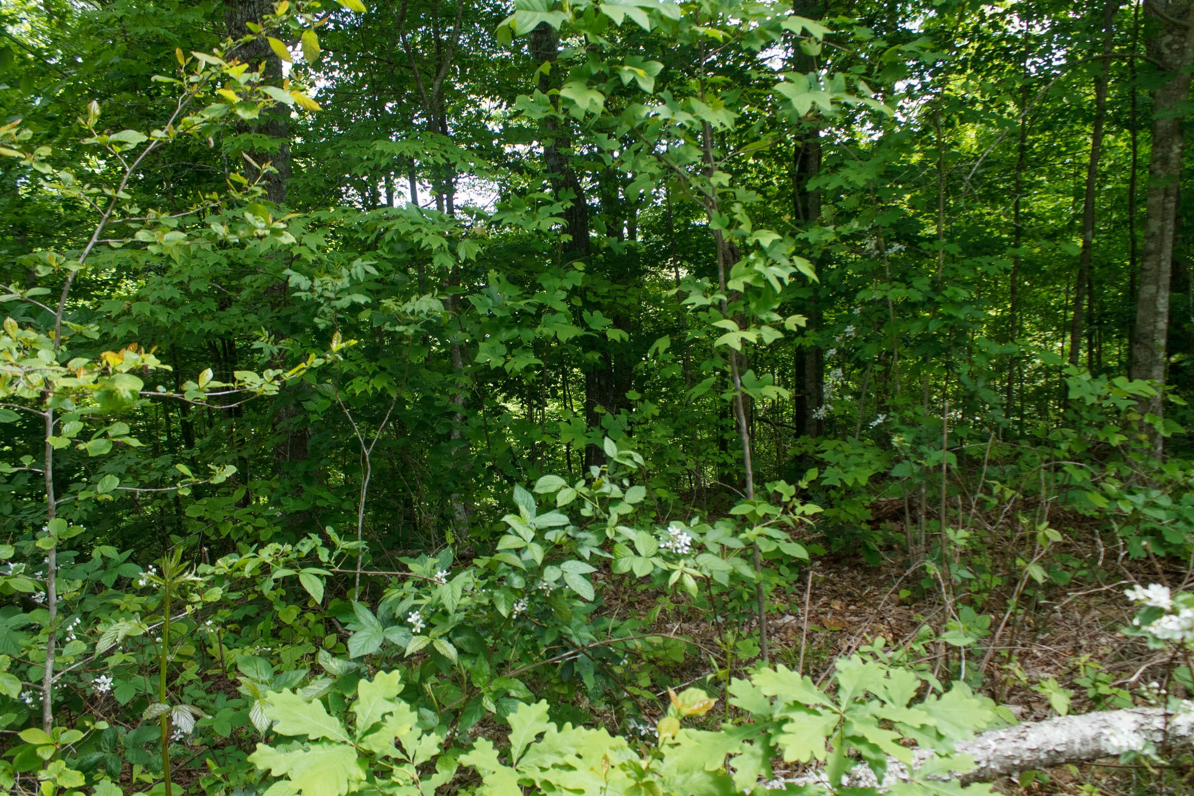 Riverbend Tract 13 photo 11