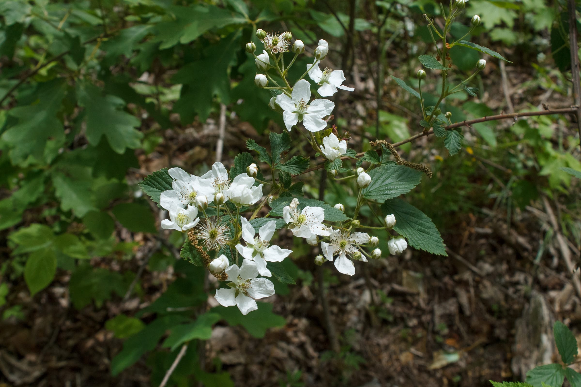 Riverbend Tract 13 photo 12