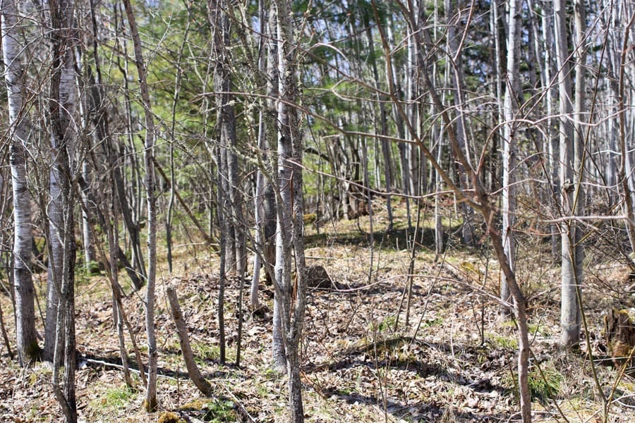 Abby Point Tract 14 photo 6