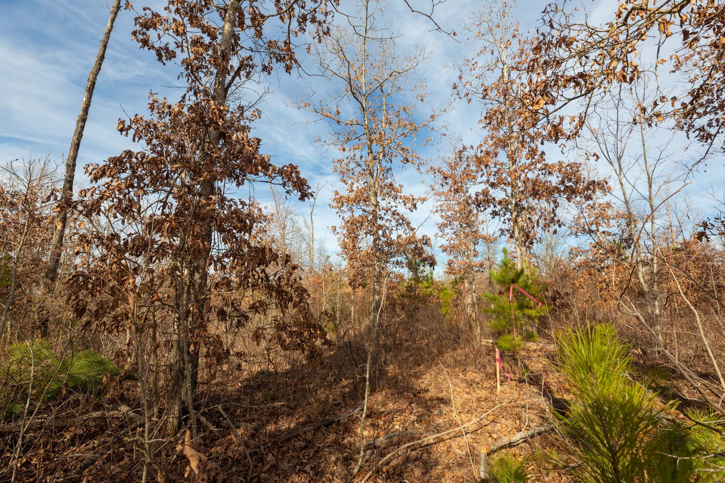 Windy Ridge Tract 5 photo 2