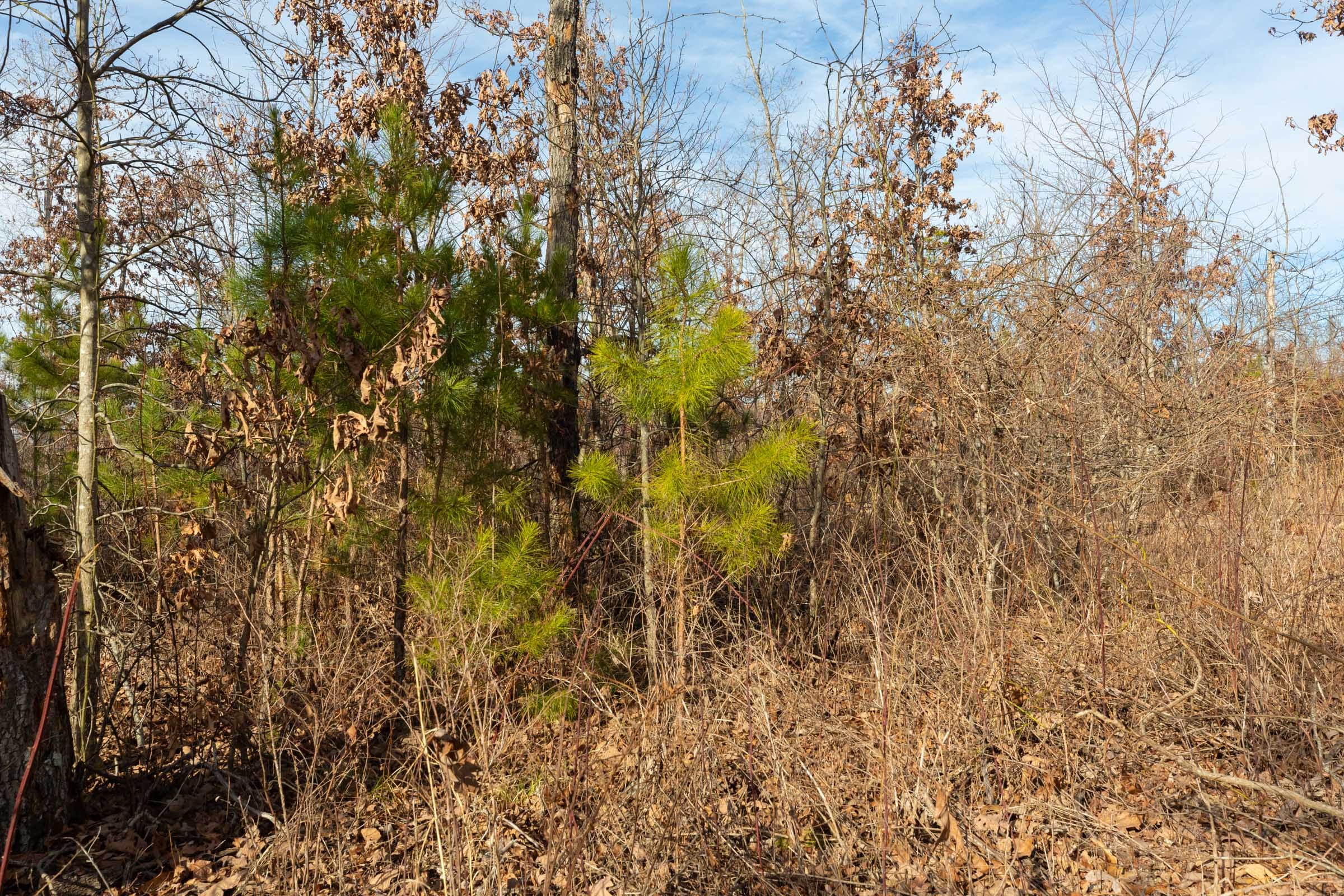Windy Ridge Tract 5 photo 3