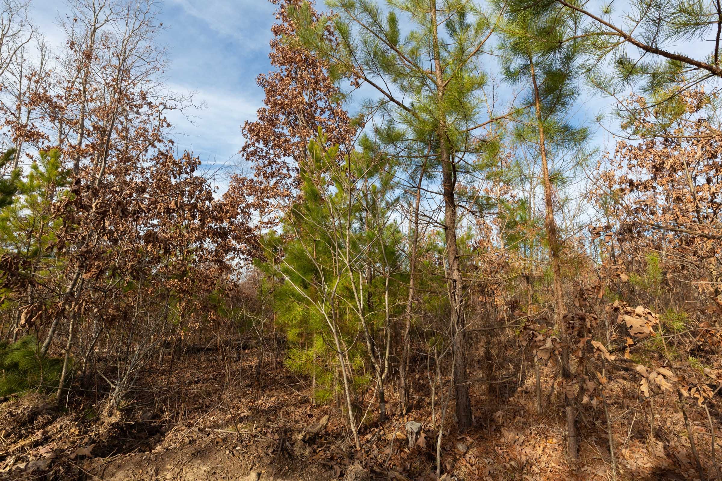 Windy Ridge Tract 5 photo 7