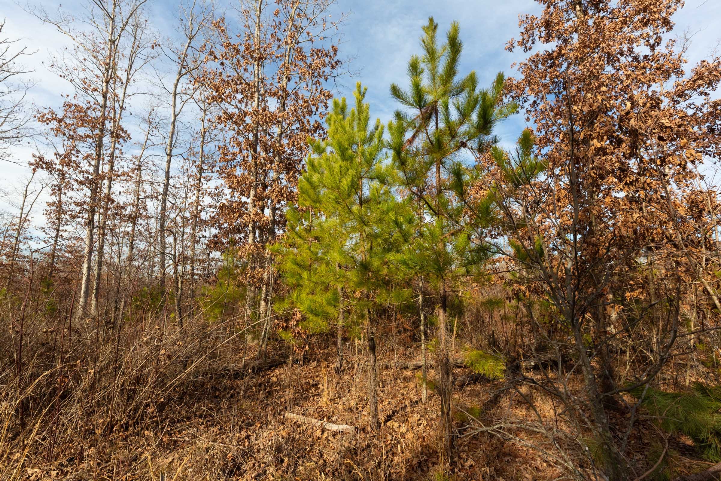 Windy Ridge Tract 5 photo 9