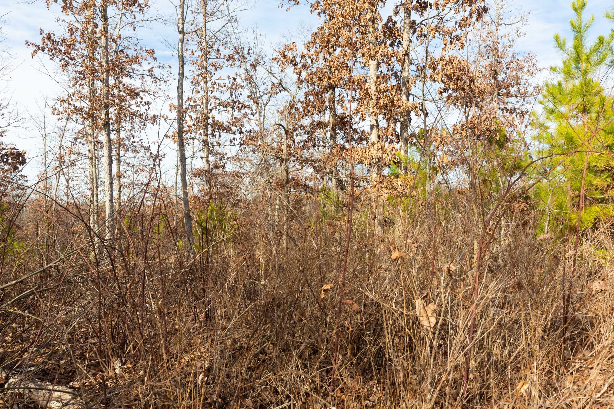 Windy Ridge Tract 5 photo 8