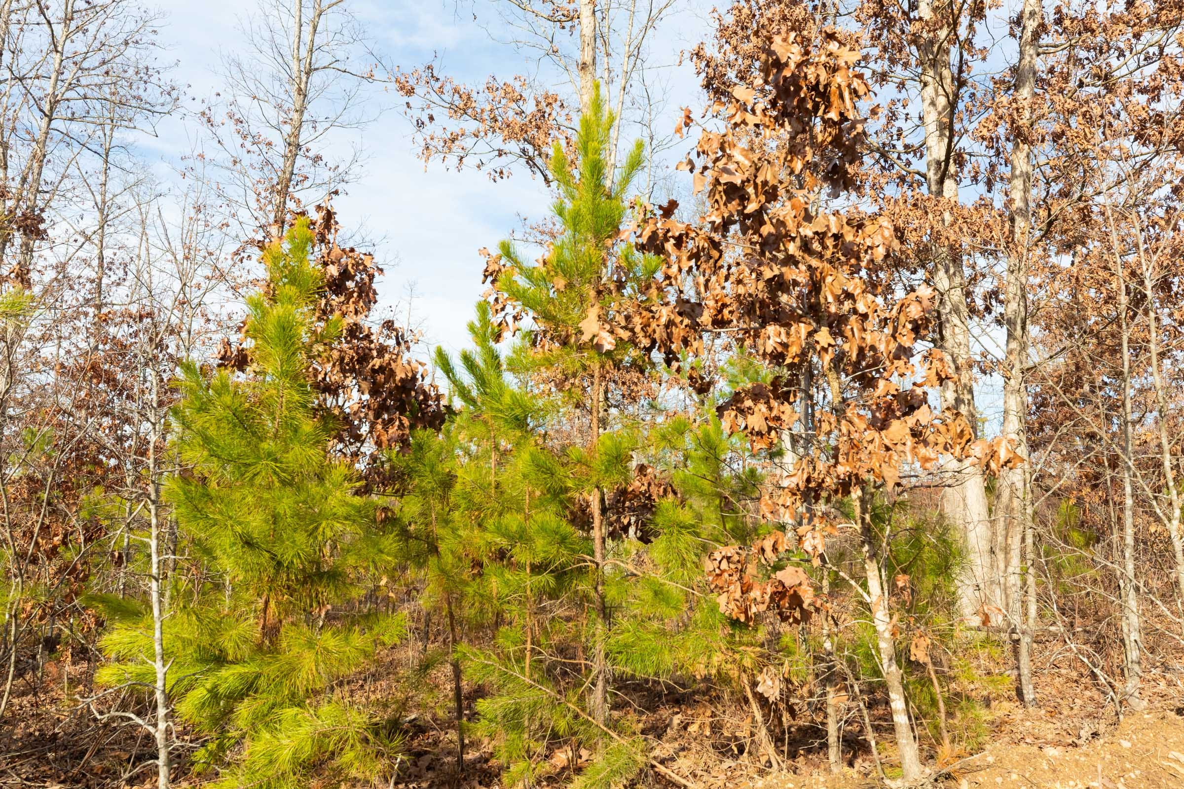 Windy Ridge Tract 5 photo 4