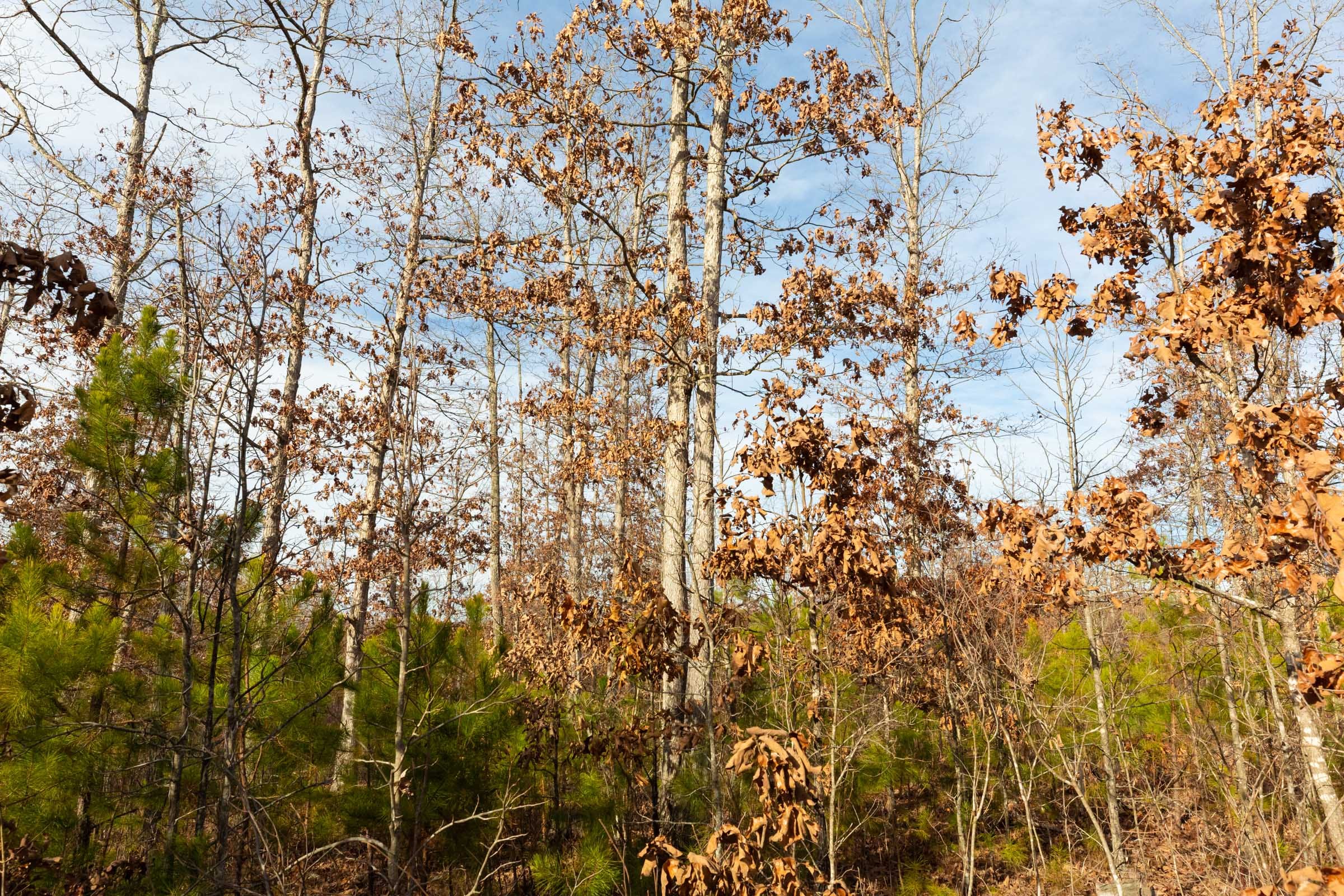 Windy Ridge Tract 5 photo 10