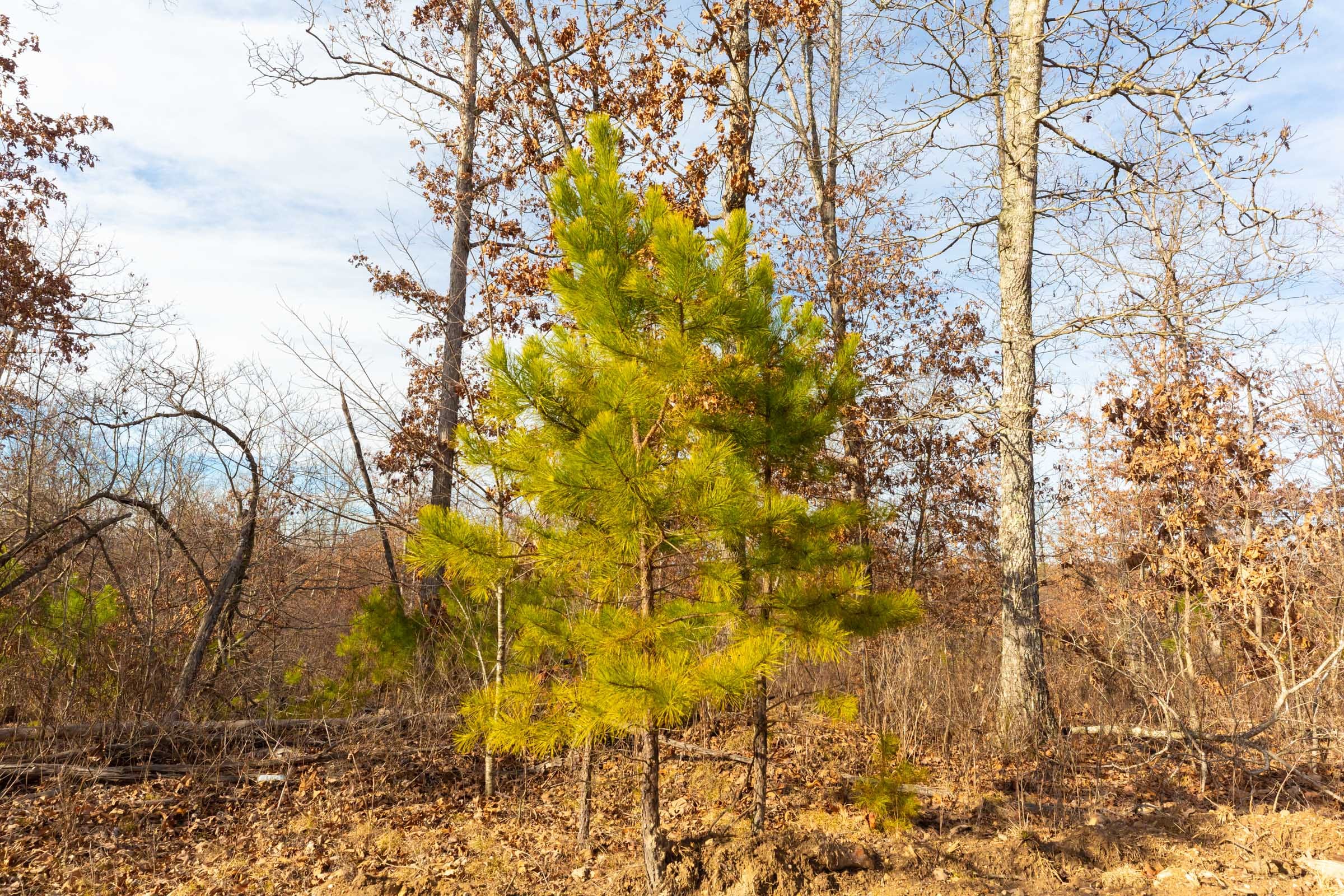 Windy Ridge Tract 5 photo 11