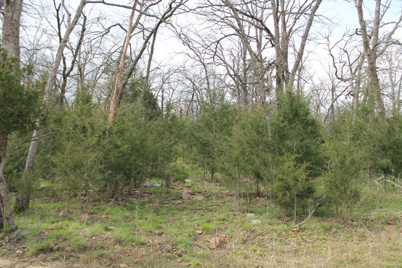 Daisy Meadows Tract 3 photo 6