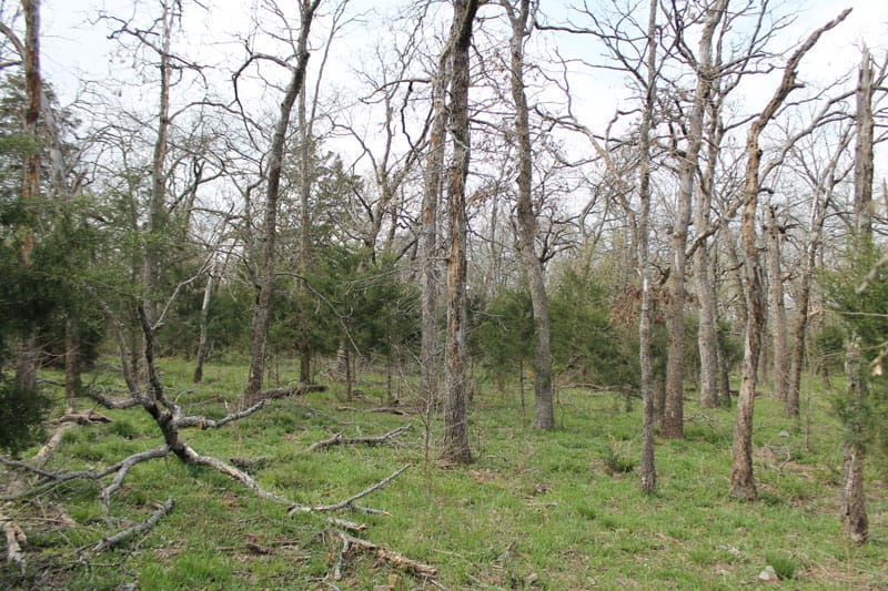 Daisy Meadows Tract 3 photo 7