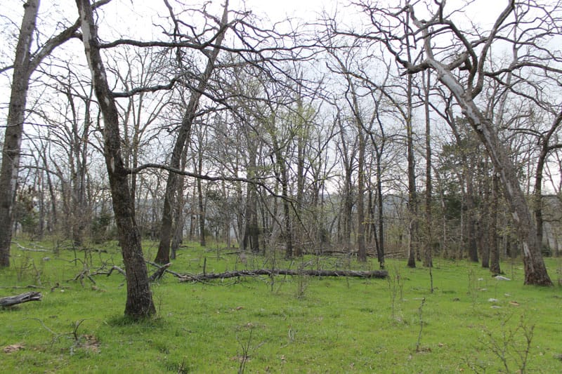 Daisy Meadows Tract 3 photo 8