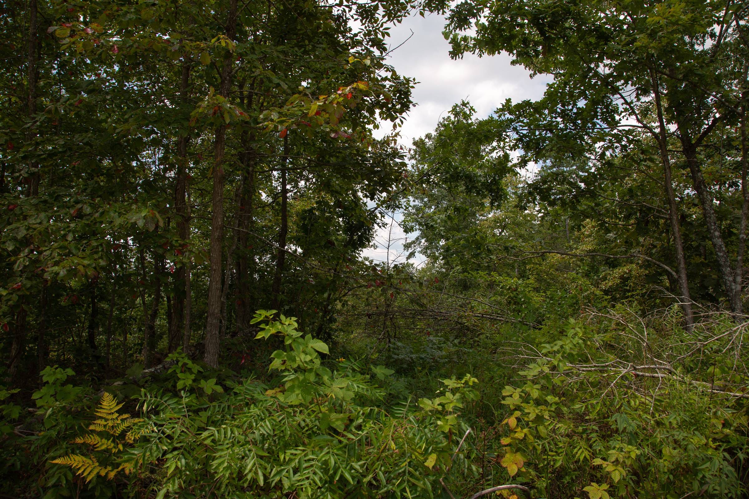 Borgmann’s Hollow Phase I Tract 7 photo 2