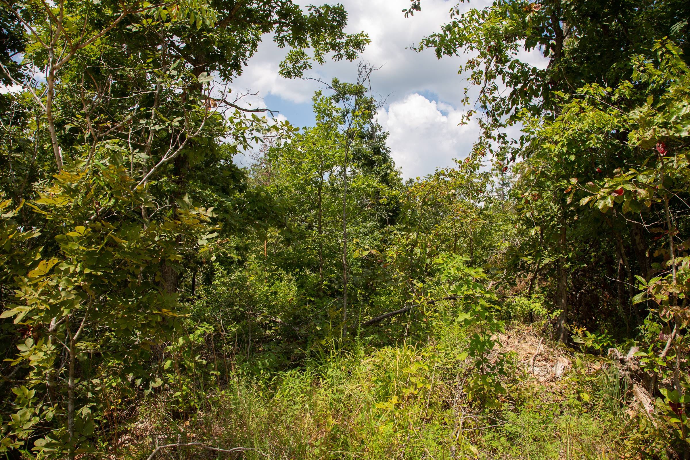 Borgmann’s Hollow Phase I Tract 7 photo 3