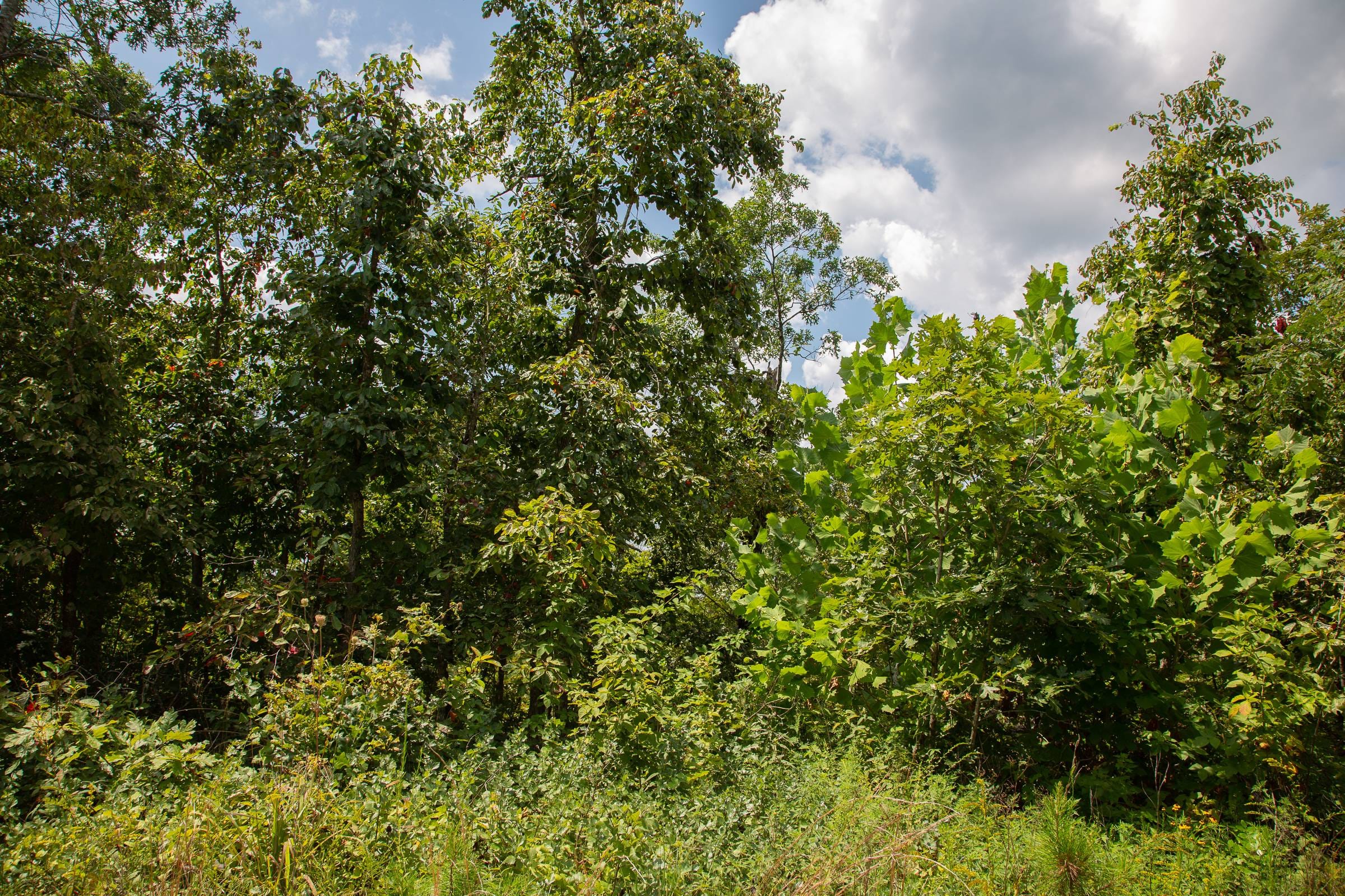 Borgmann’s Hollow Phase I Tract 7 photo 5
