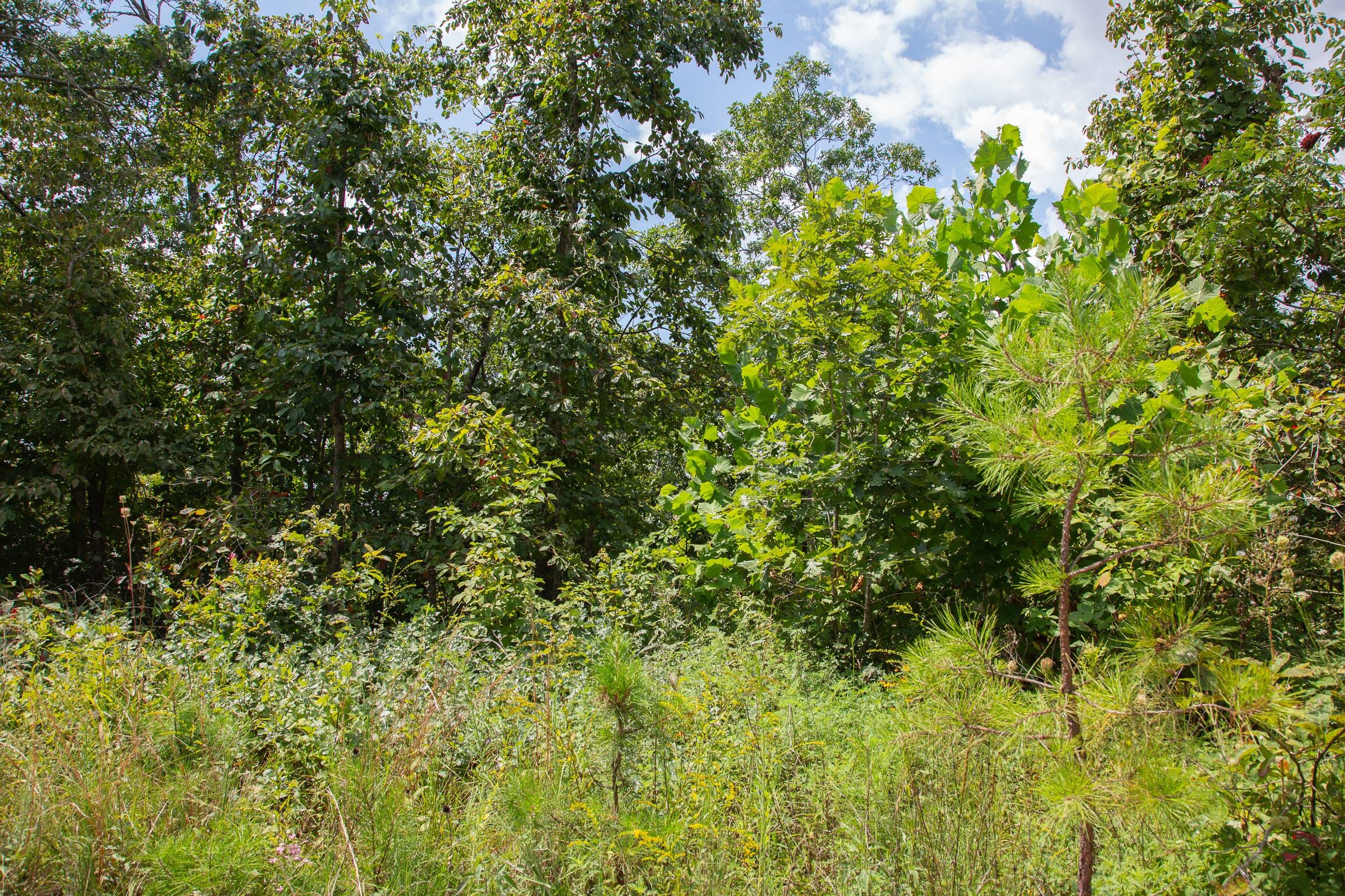 Borgmann’s Hollow Phase I Tract 7 photo 6