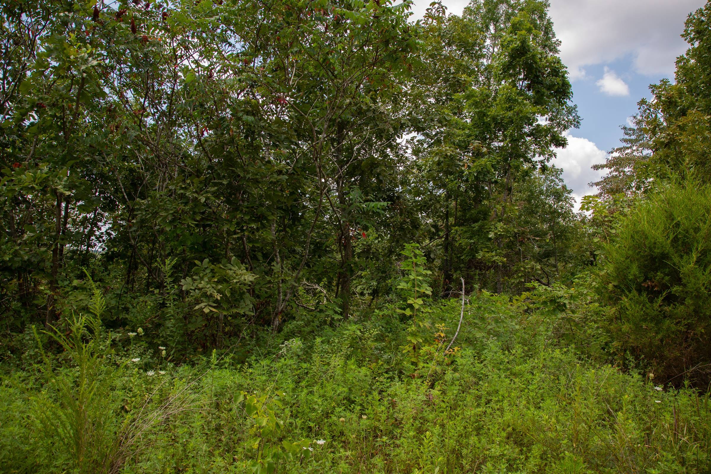 Borgmann’s Hollow Phase I Tract 7 photo 8
