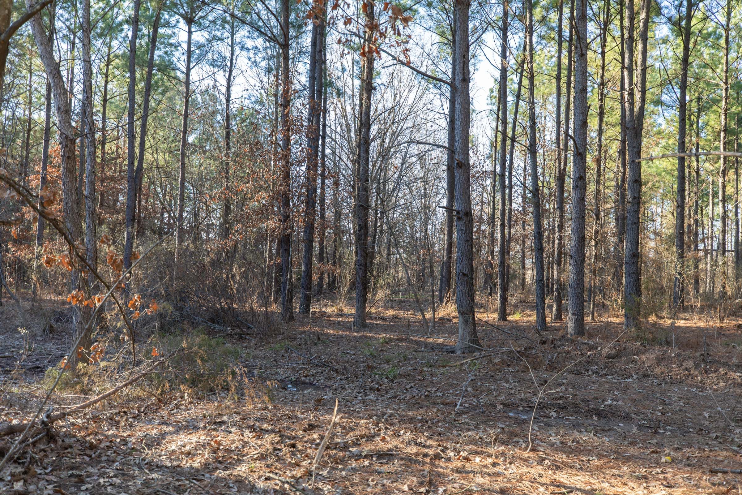 Wishing Star Ranch Tract 55 photo 1