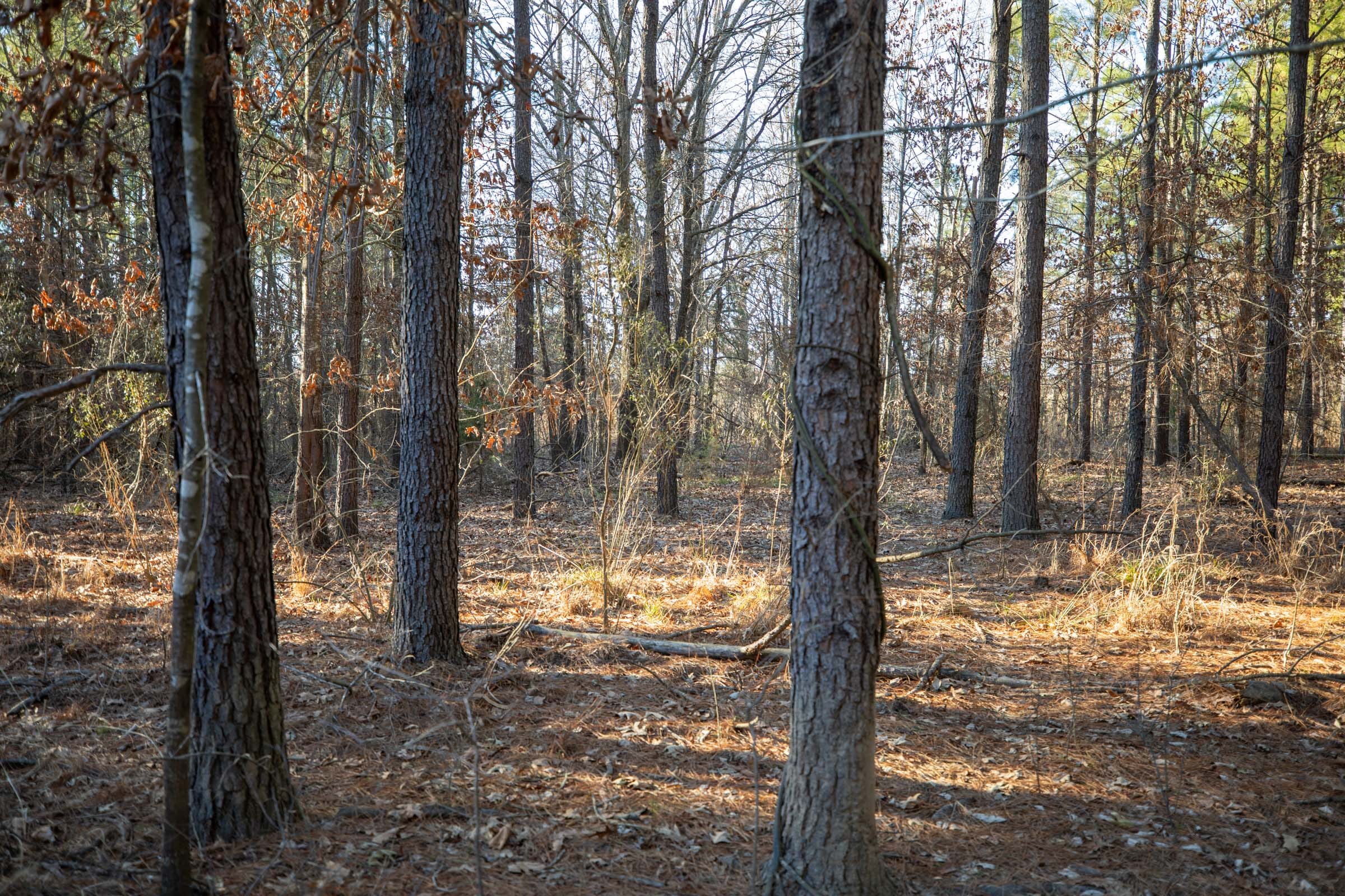 Wishing Star Ranch Tract 55 photo 5