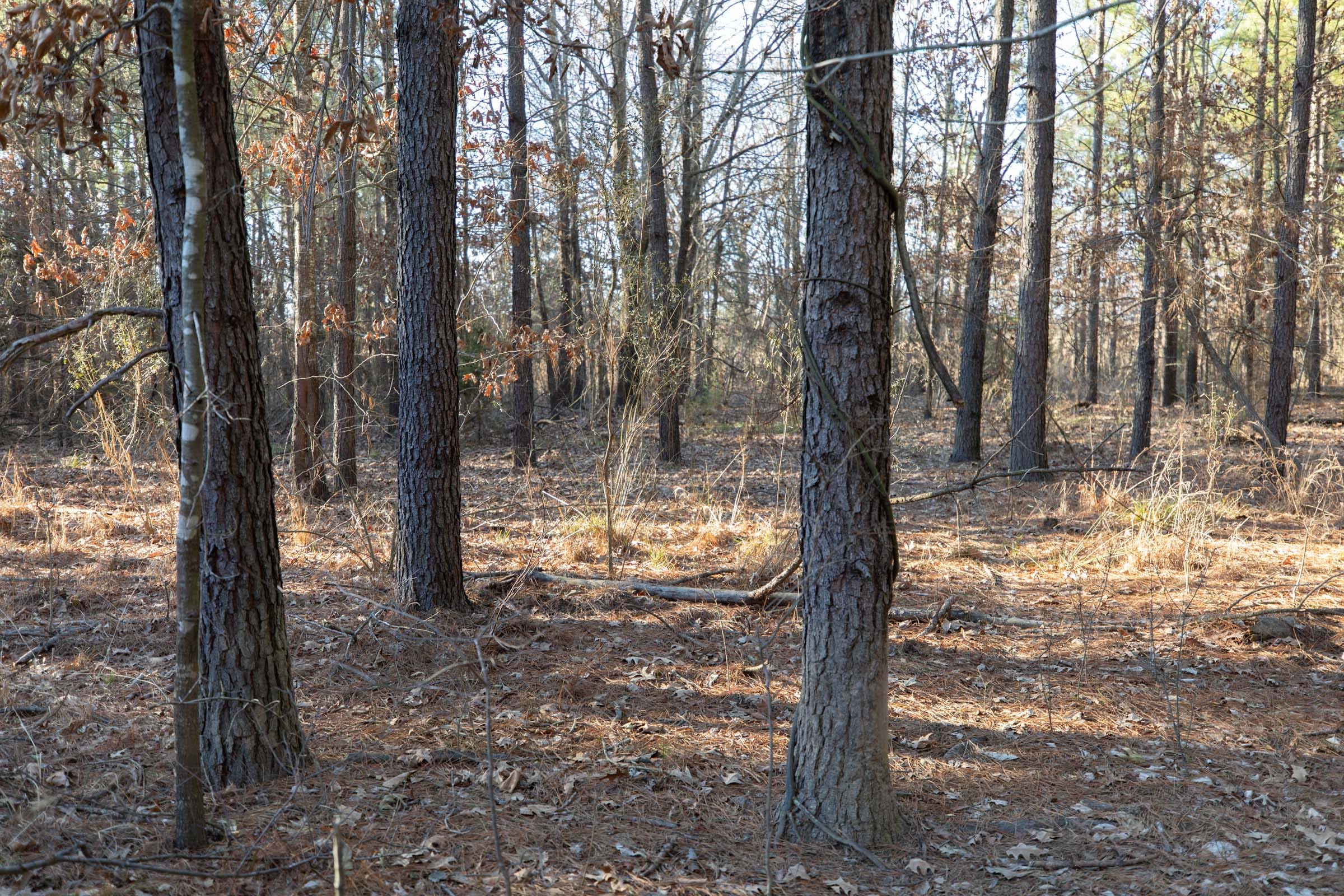 Wishing Star Ranch Tract 55 photo 6