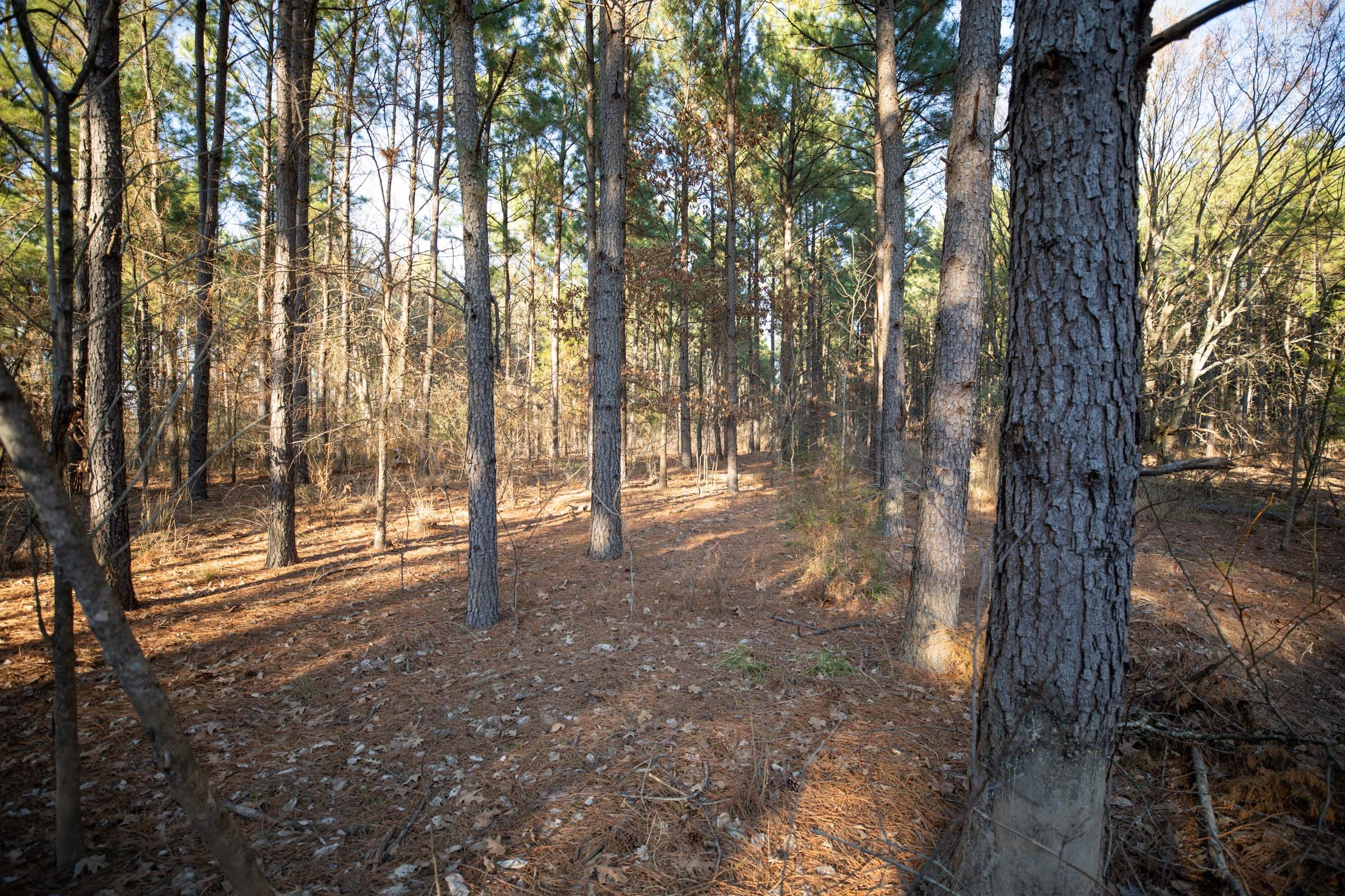 Wishing Star Ranch Tract 55 photo 7