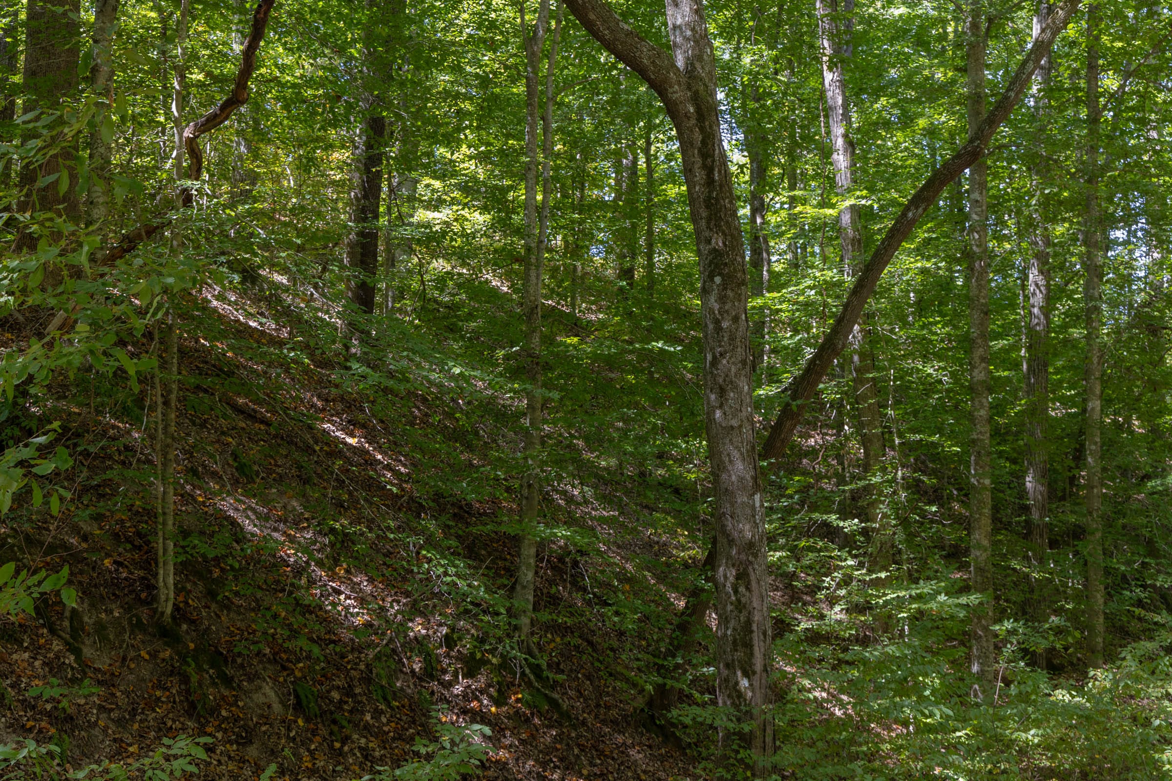 Big White Oak Tract 26 photo 8
