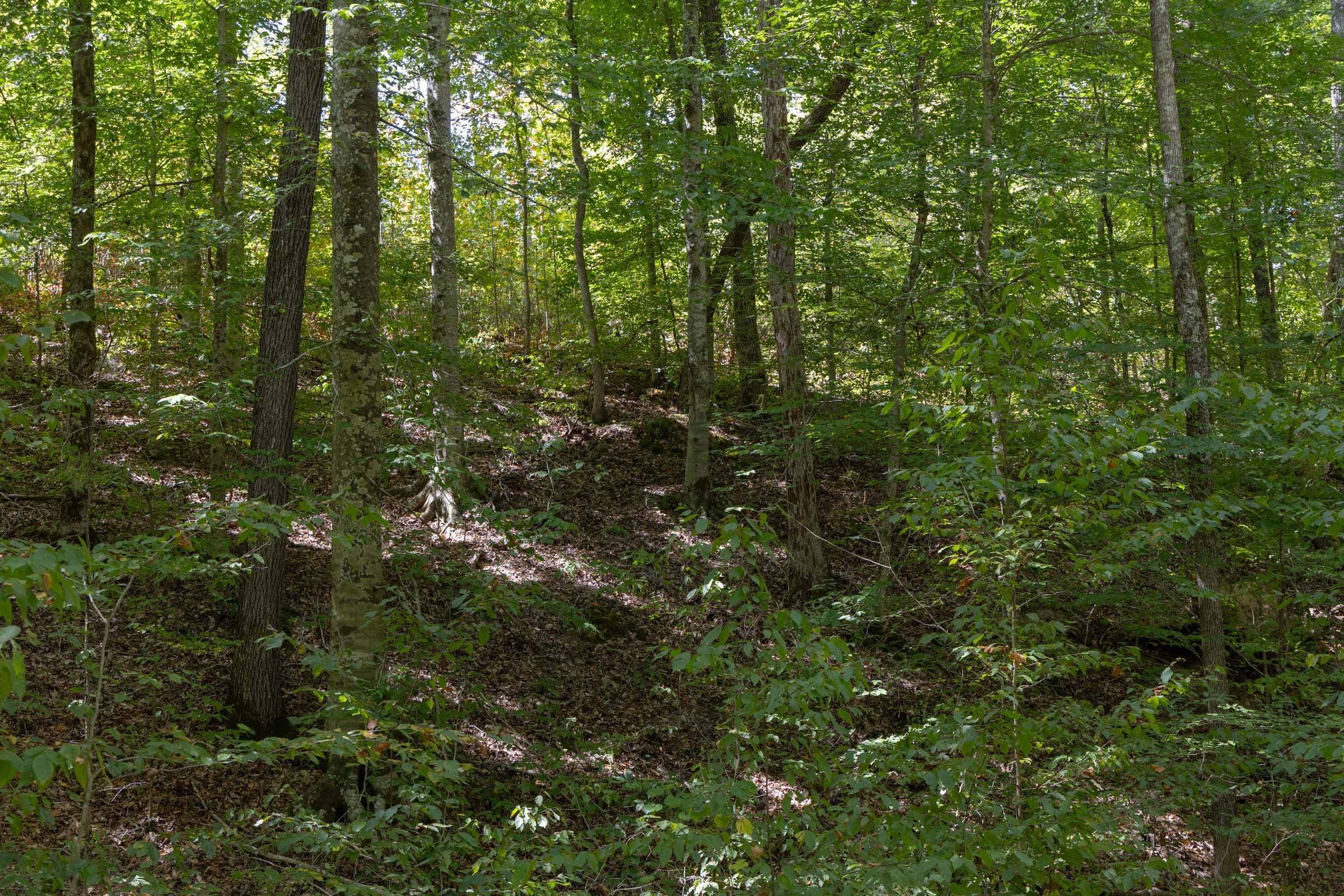 Big White Oak Tract 26 photo 6