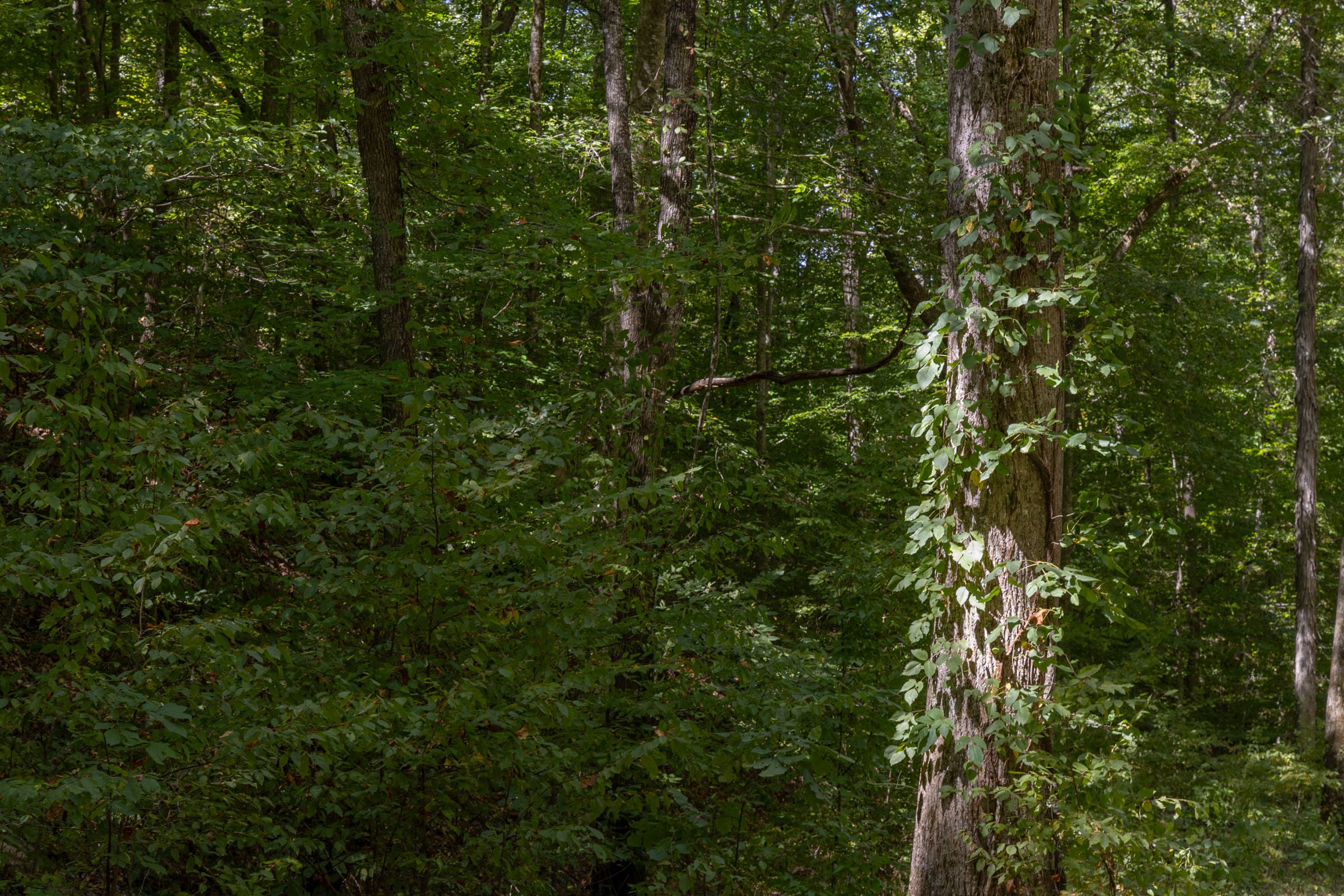 Big White Oak Tract 26 photo 5