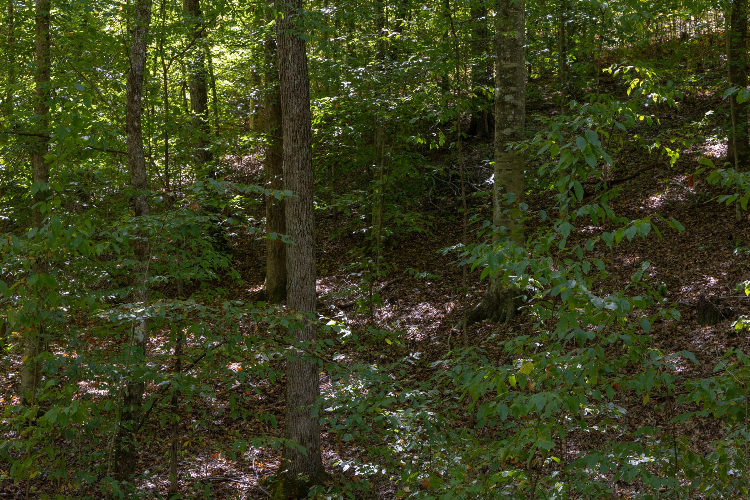 Big White Oak Tract 26 photo 3